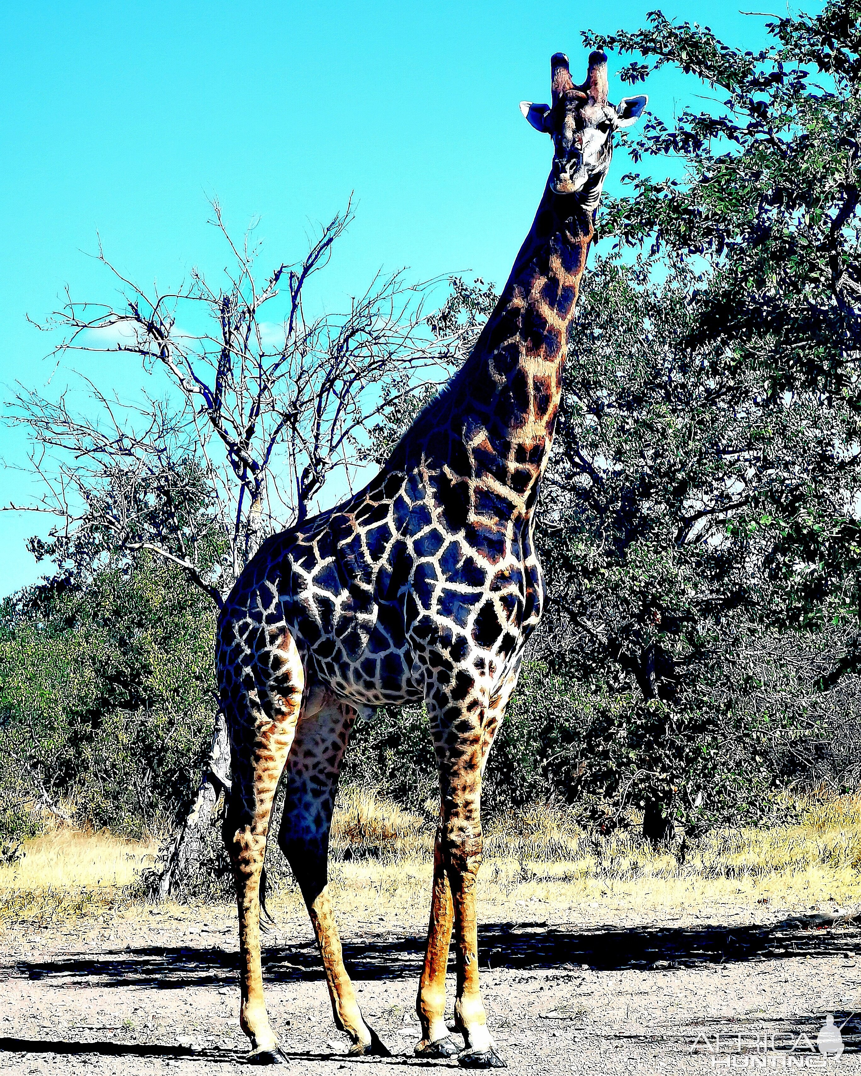 Dark Giraffe Bull South Africa