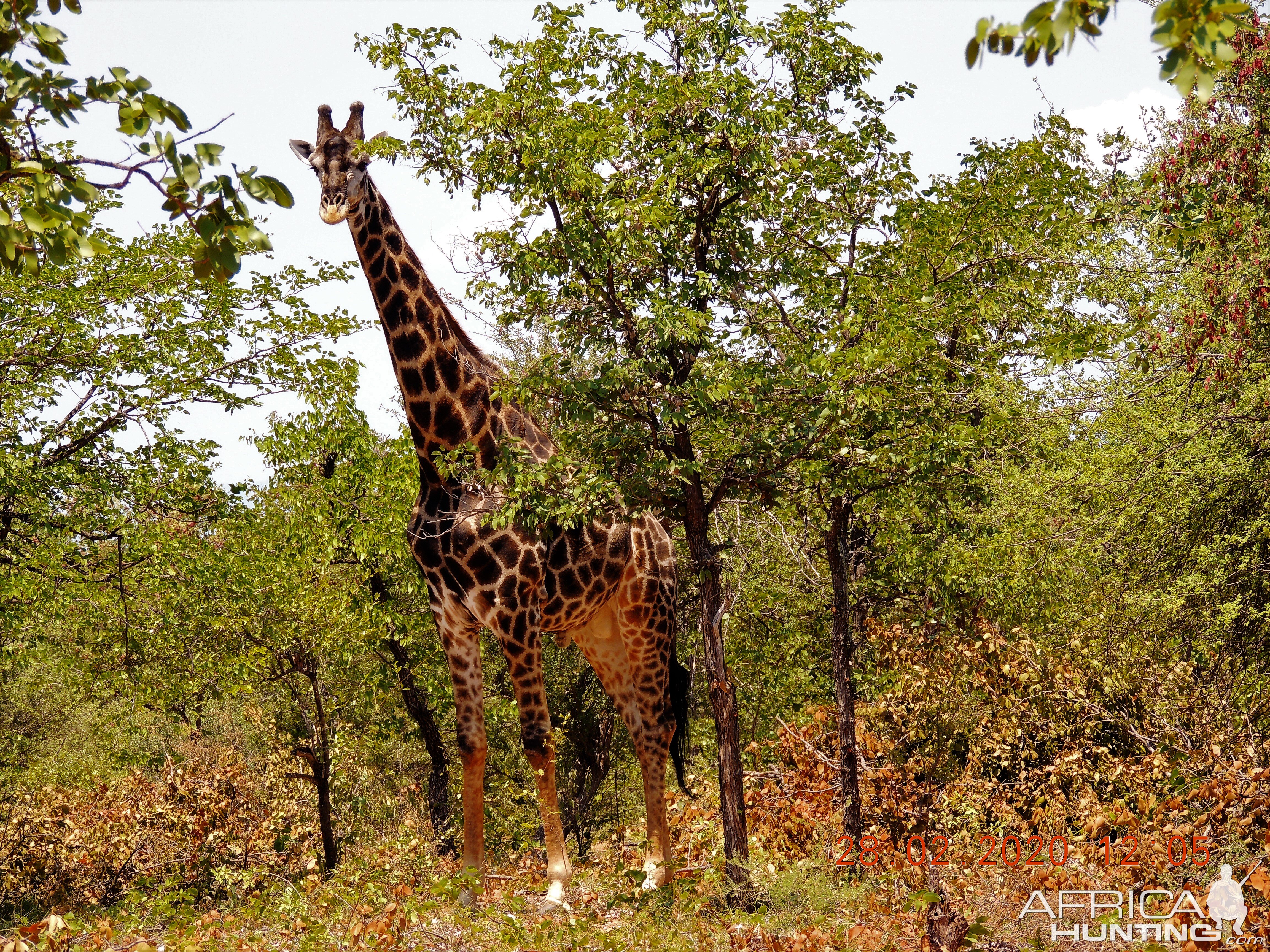 Dark Giraffe Bull, South Africa