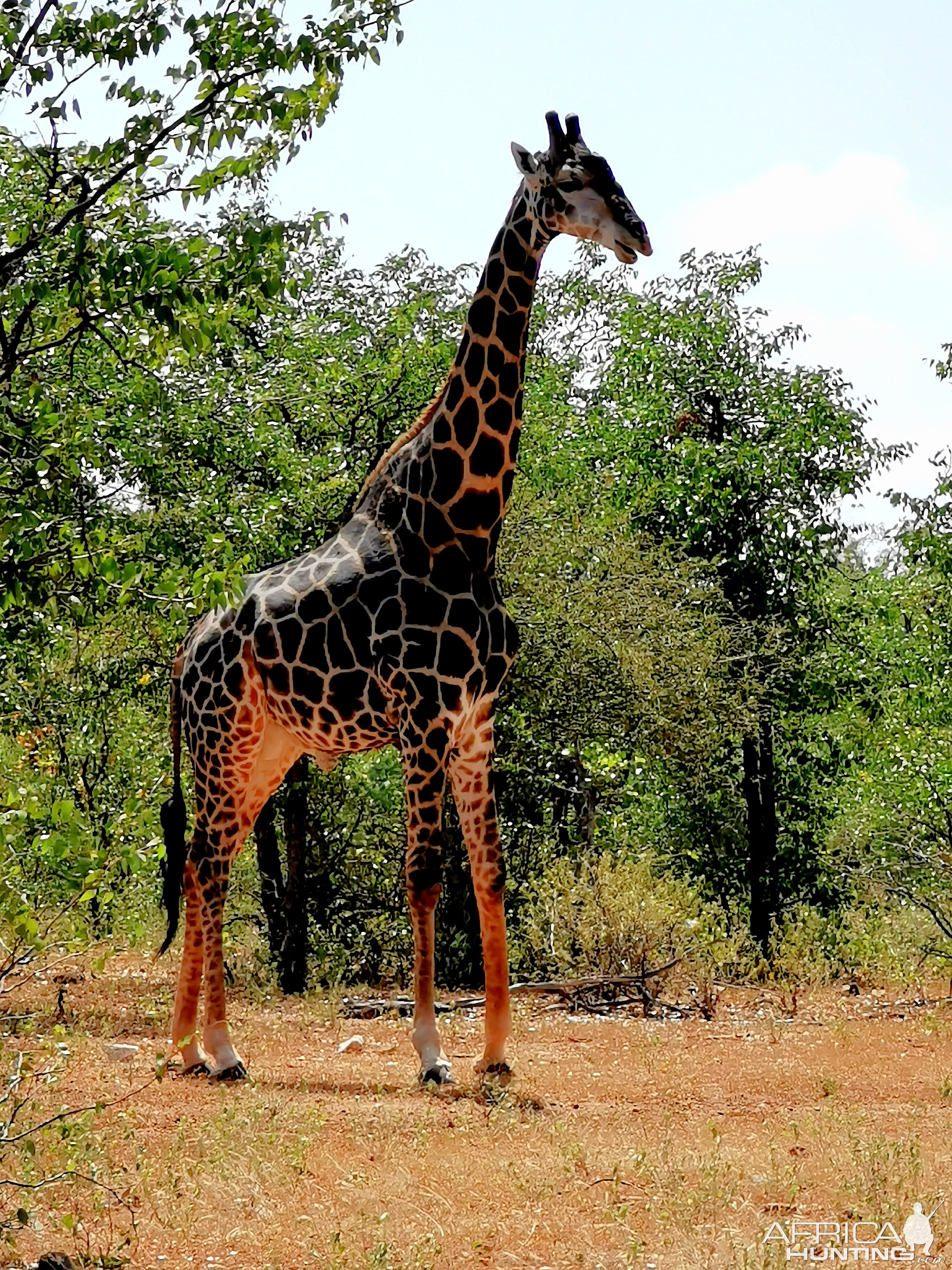 Dark Giraffe Bull South Africa