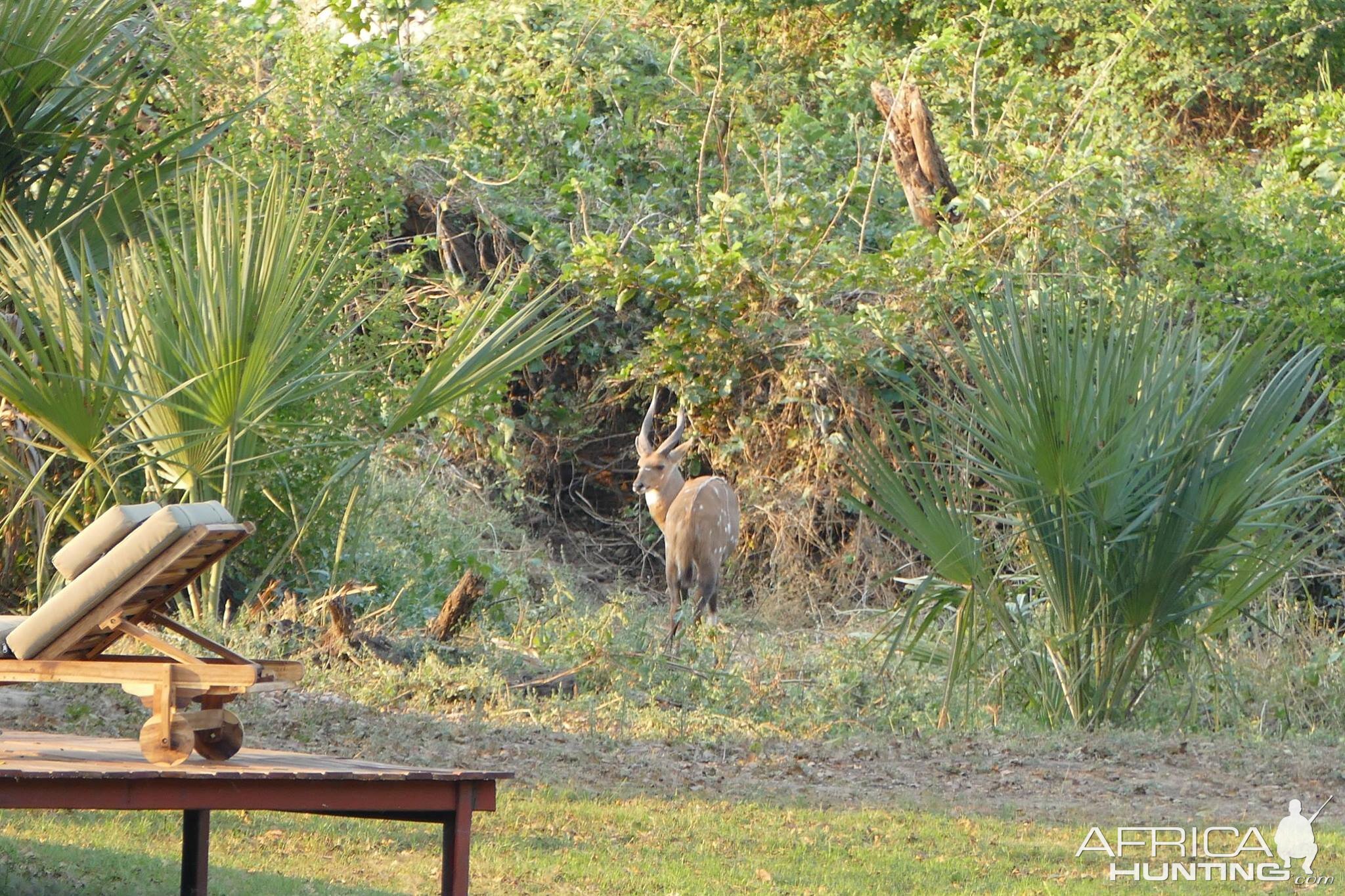 Decent Bushbuck in Zambia