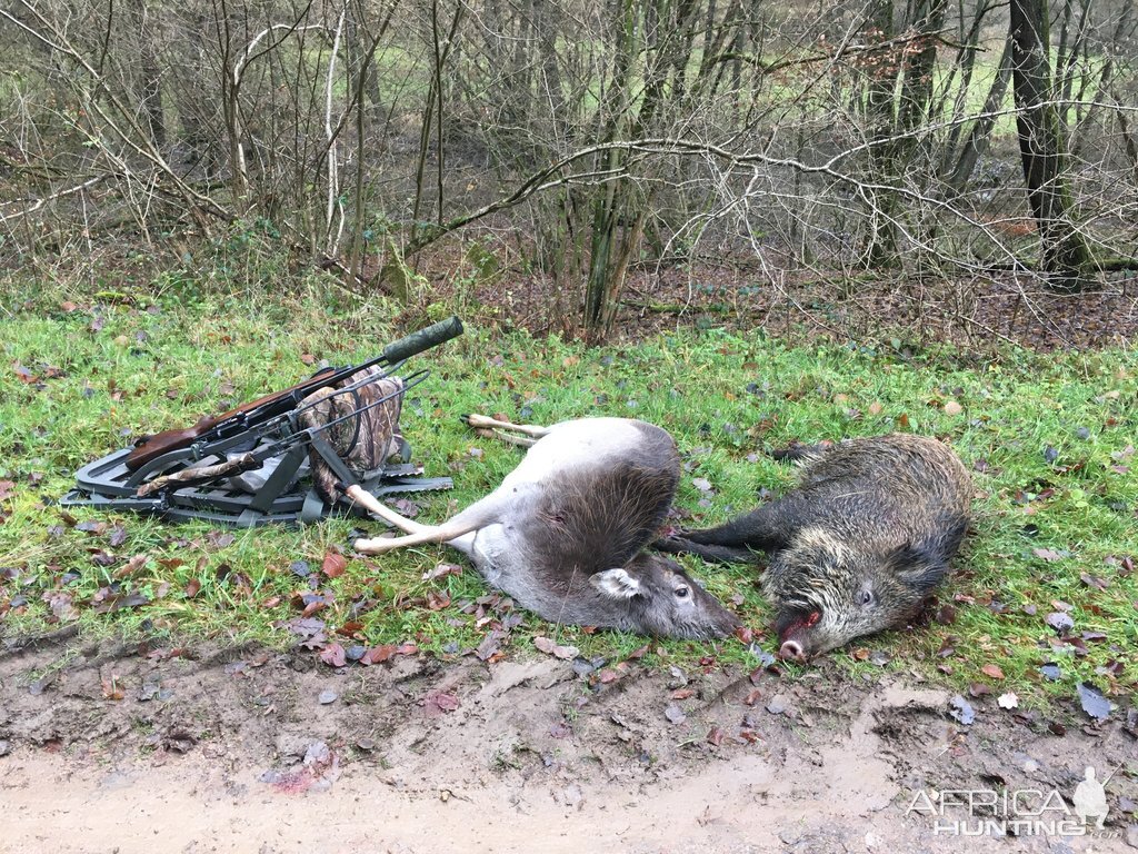 Deer & Boar Driven Hunt Germany