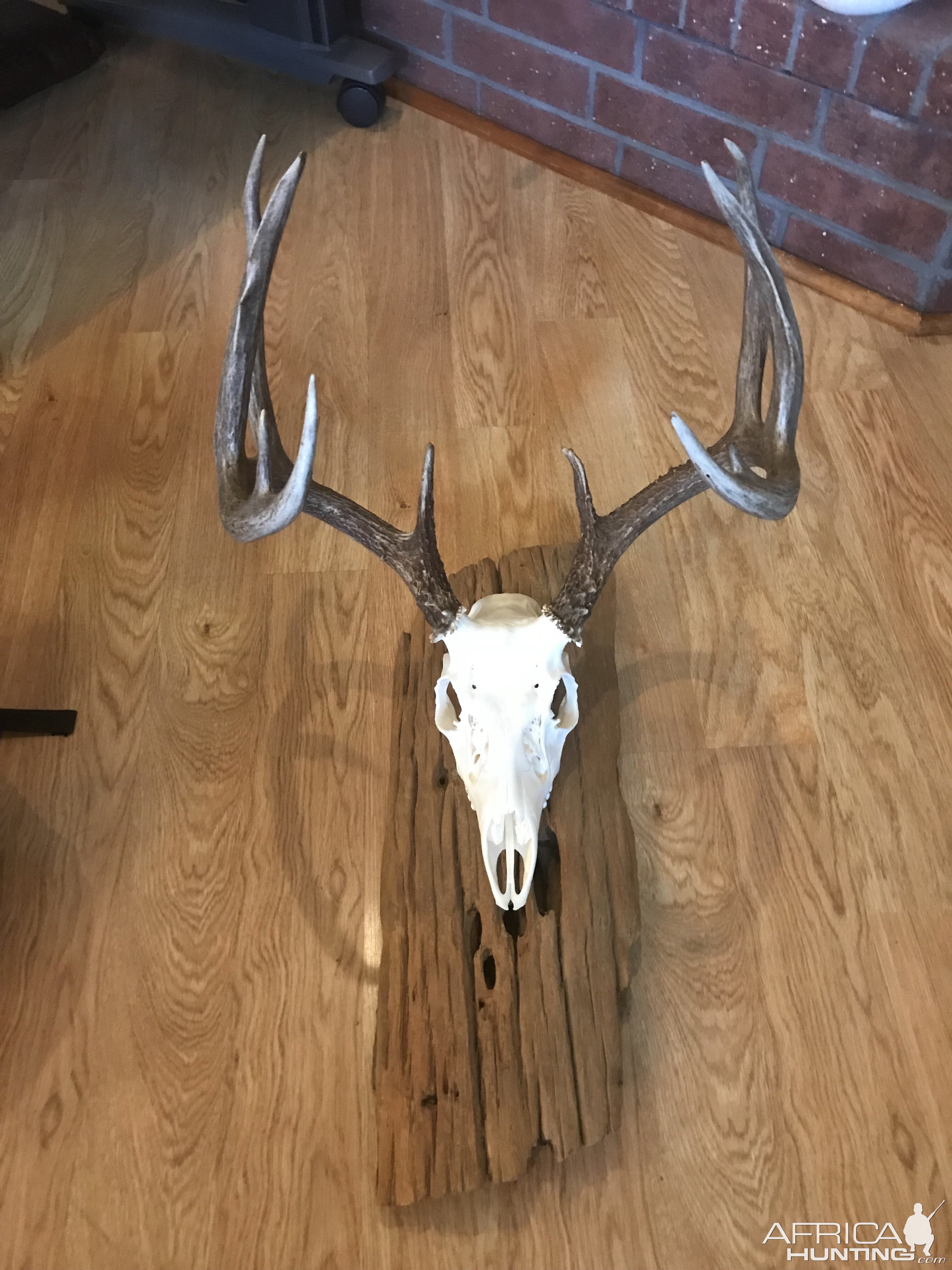 Deer European Skull Mount Taxidermy