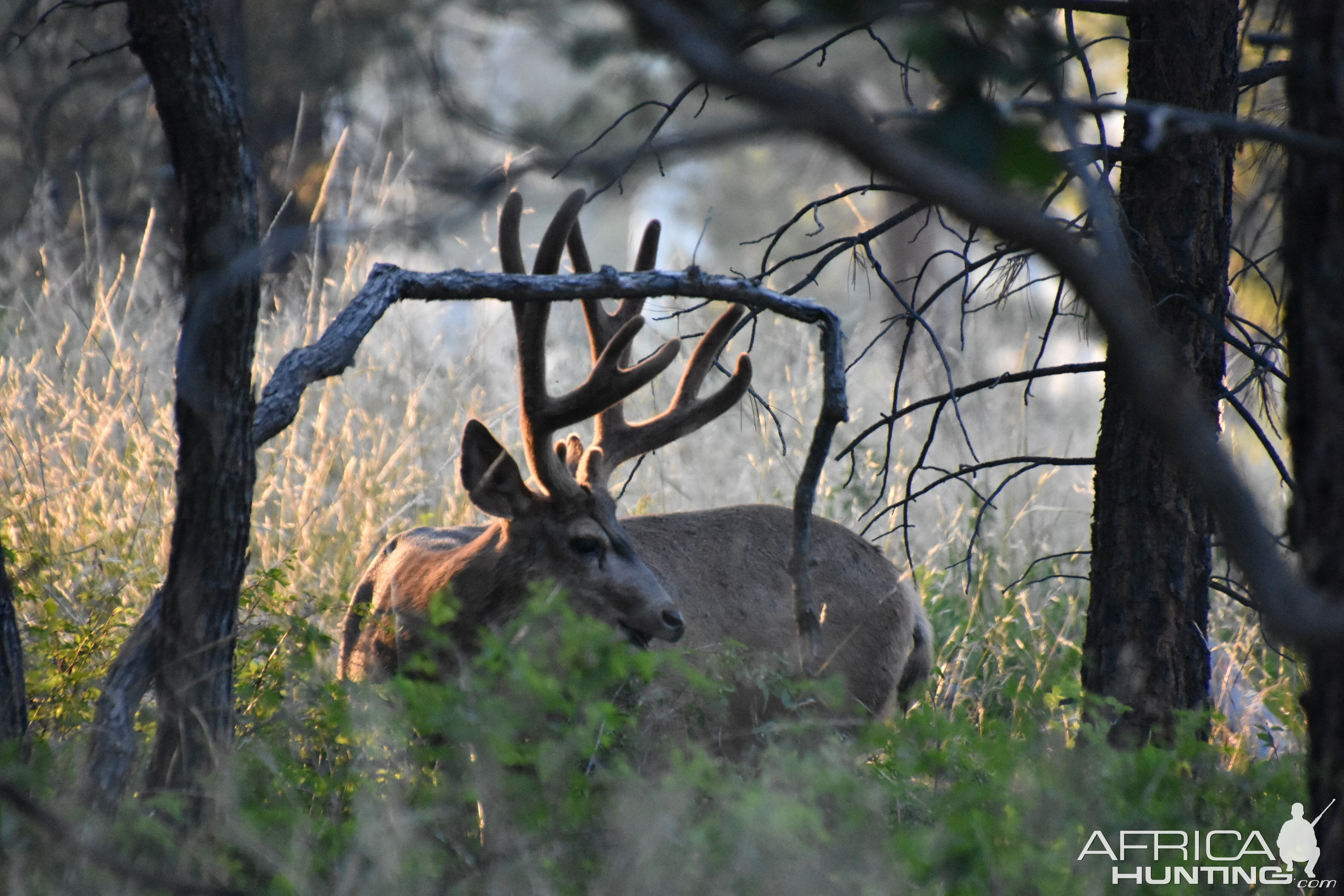 Deer in Utah USA