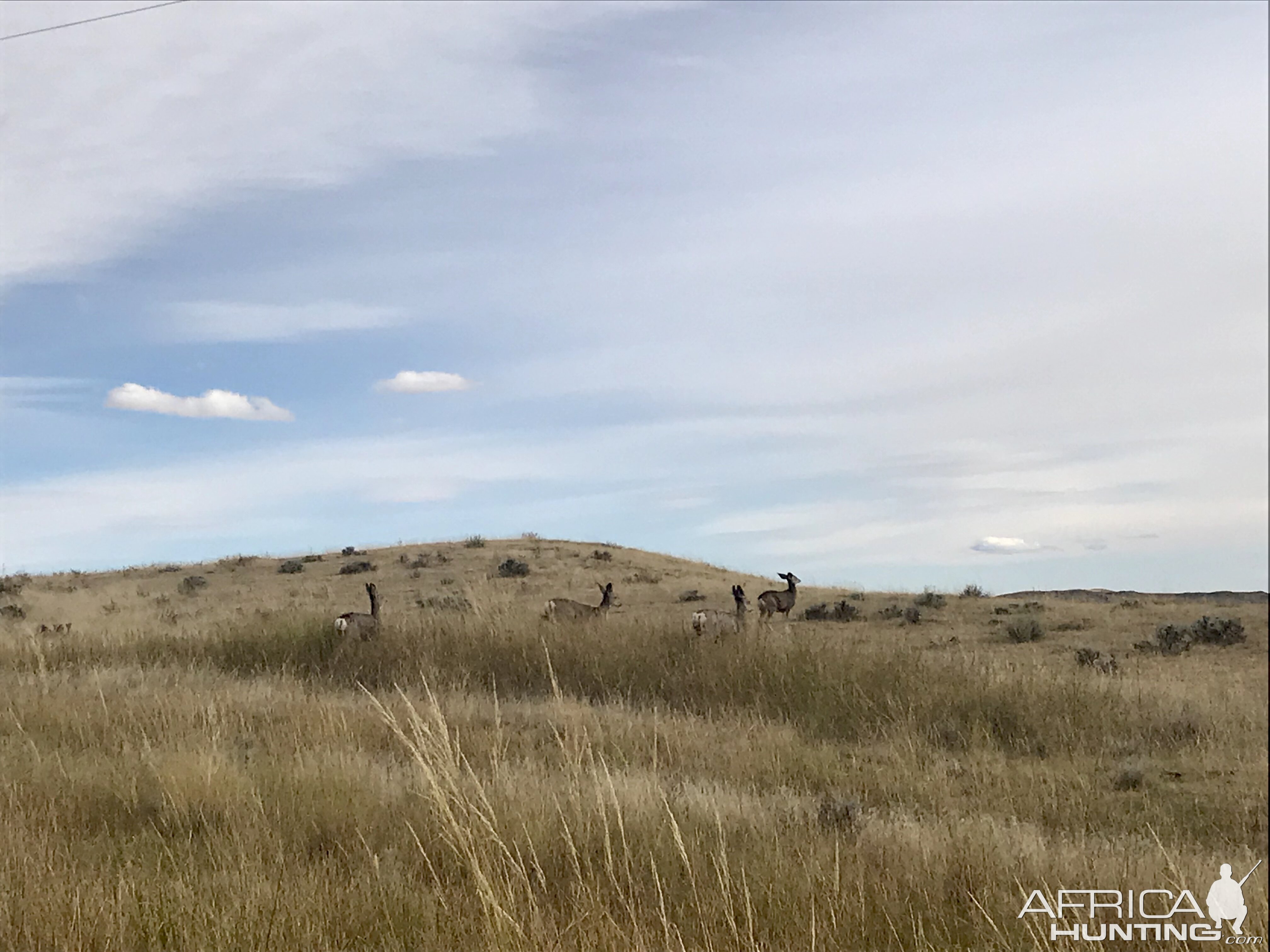 Deer in Wyoming USA