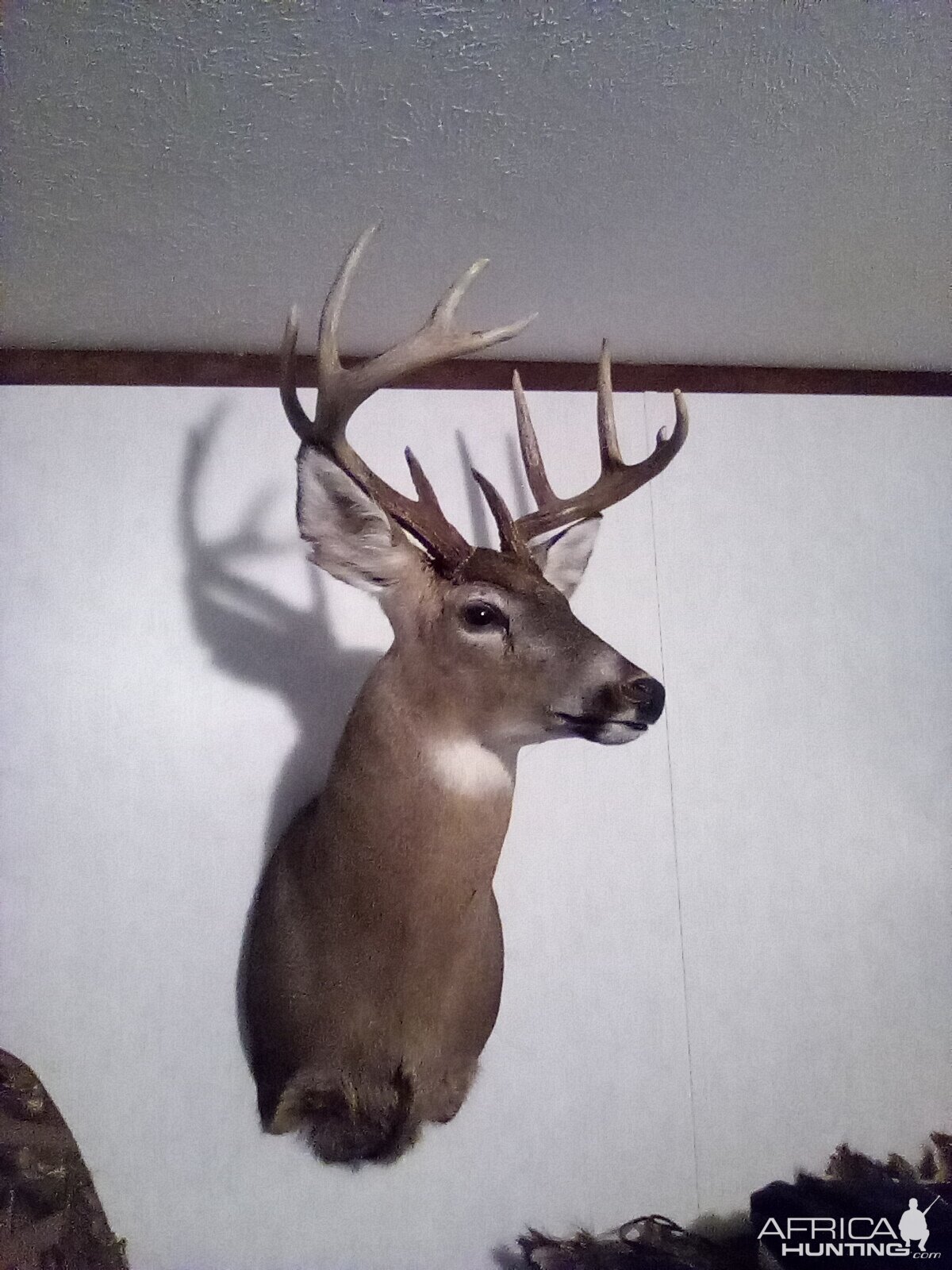 Deer Shoulder Mount Taxidermy