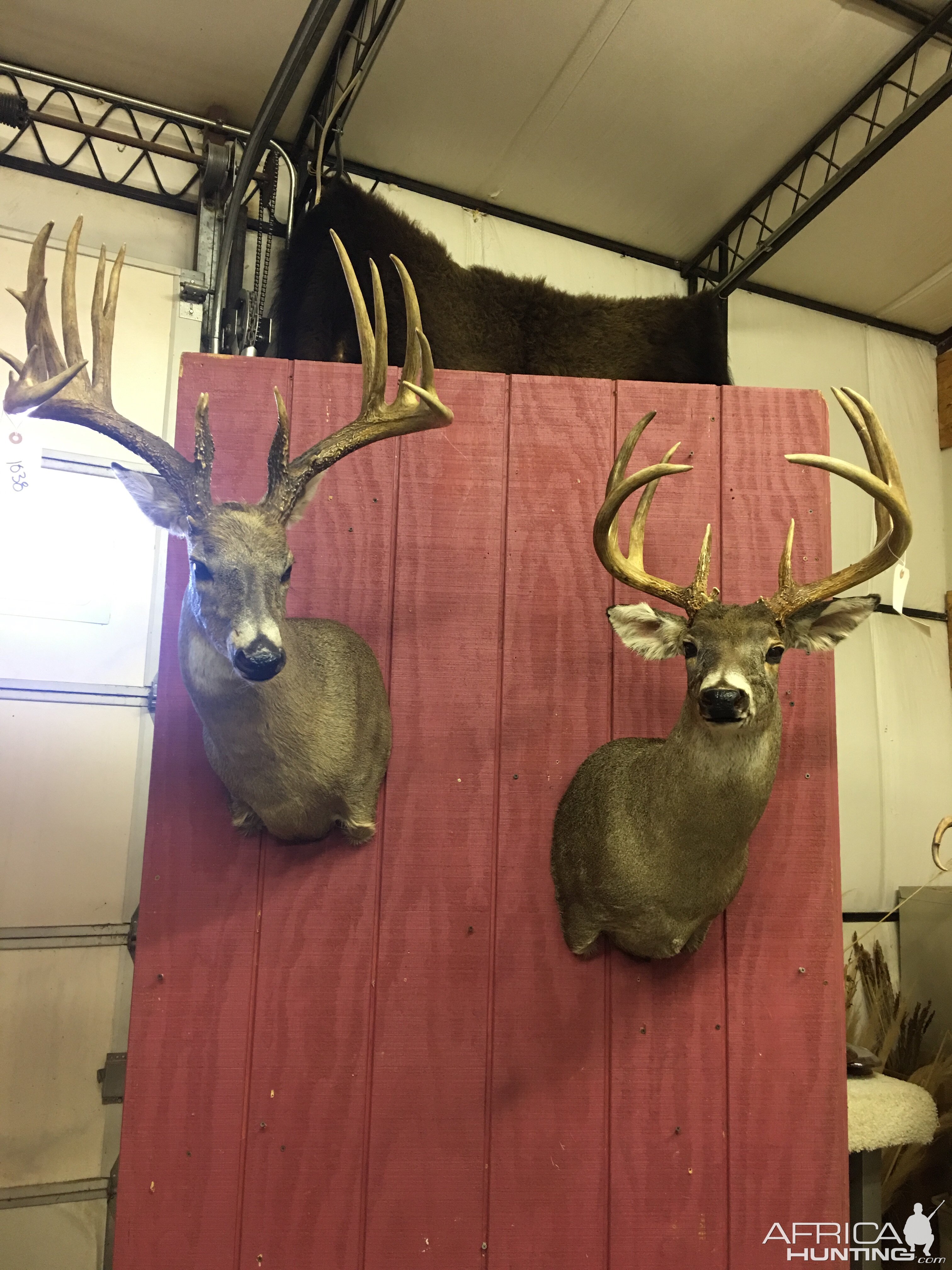 Deer Shoulder Mount Taxidermy