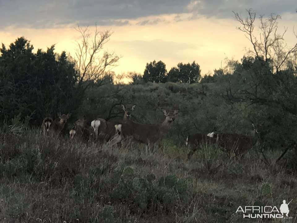 Deer Texas USA