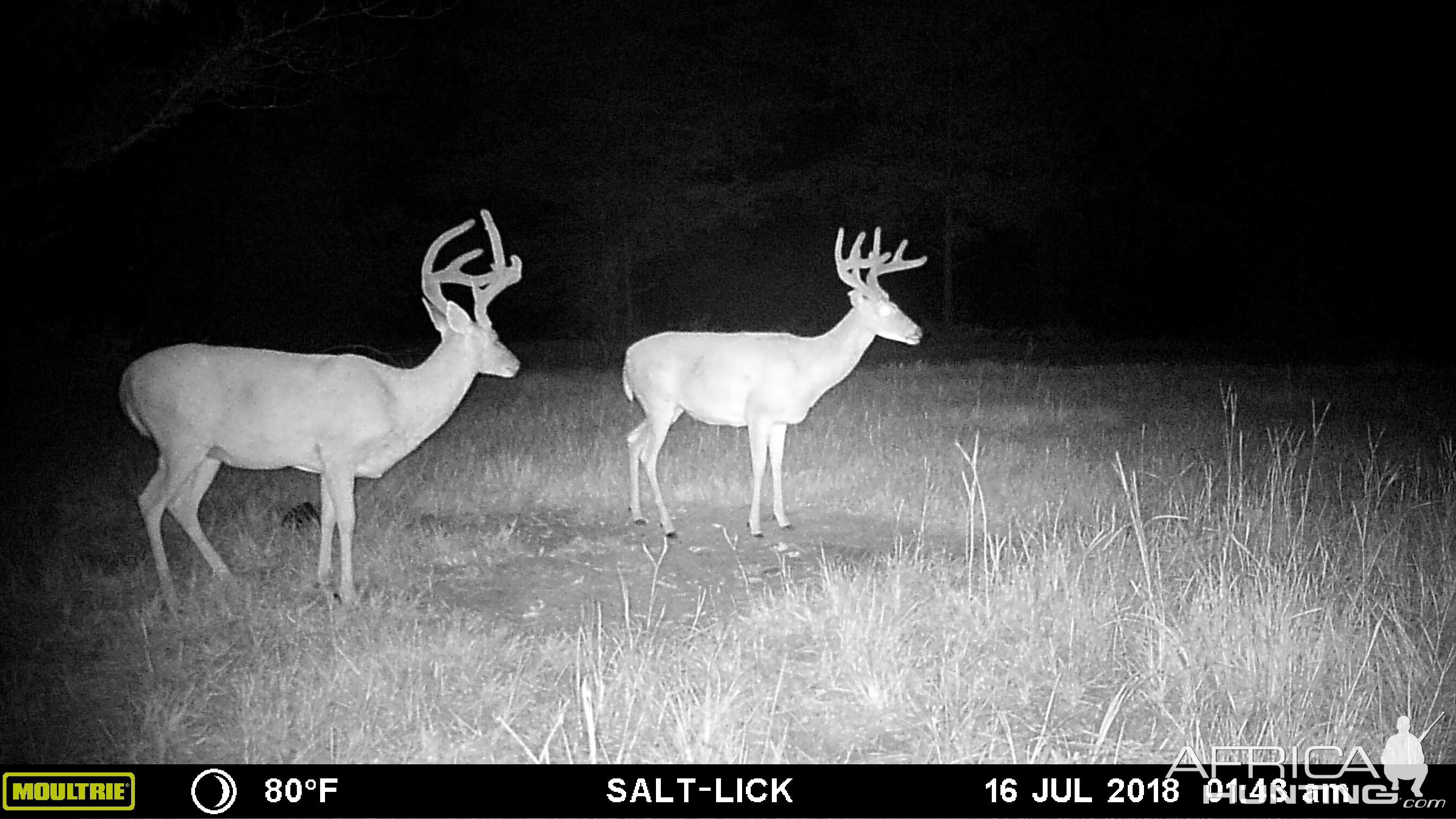 Deer Trail Cam Pictures East Texas USA