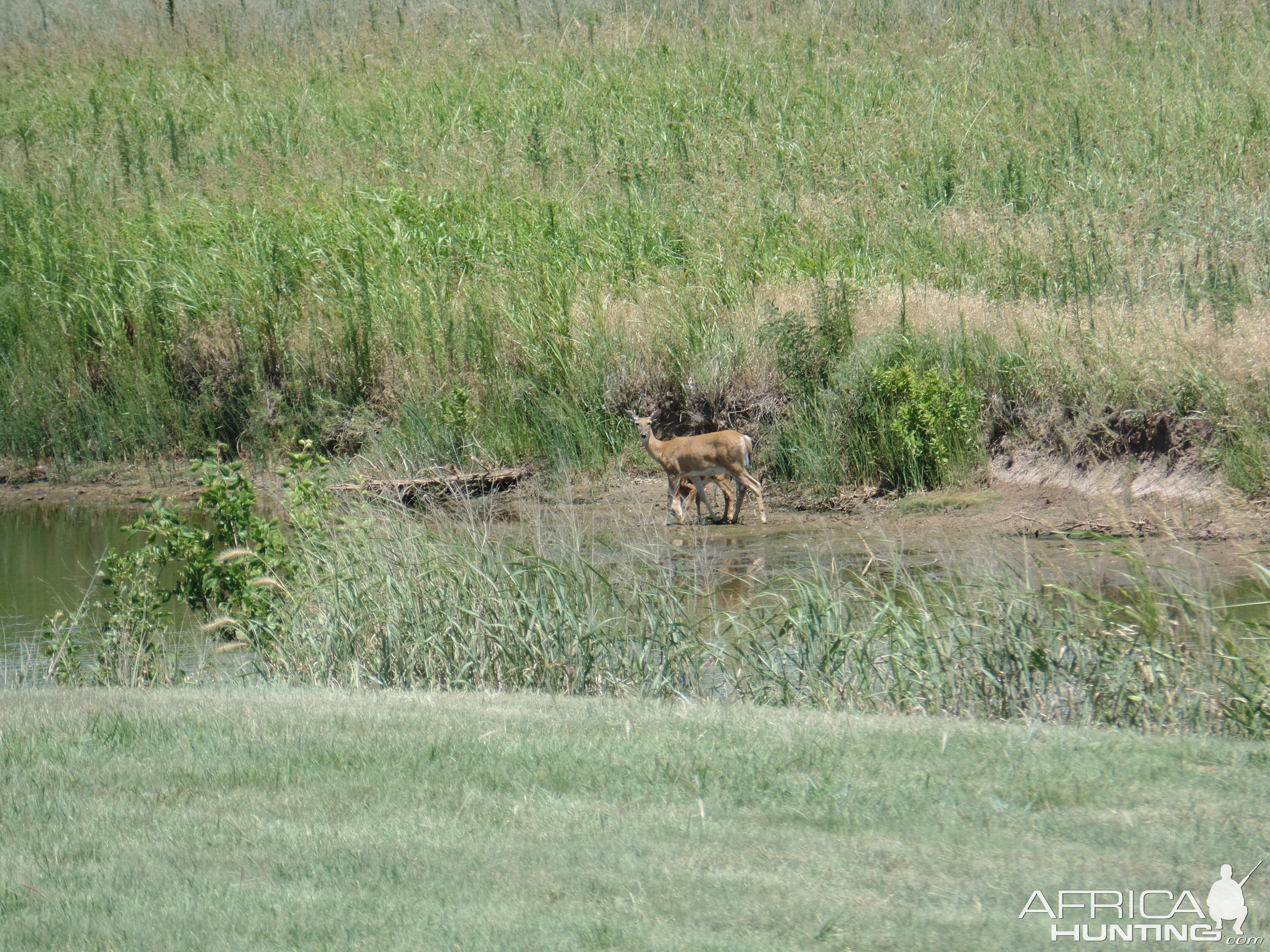 Deer USA