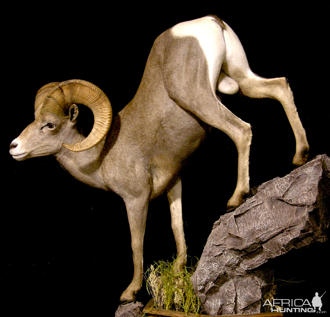 Desert Bighorn Sheep Full Mount Taxidermy