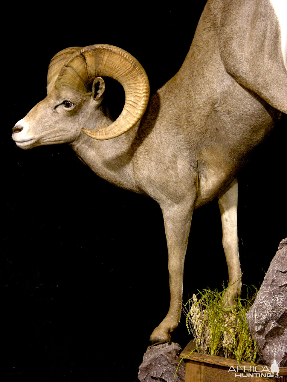 Desert Bighorn Sheep Full Mount Taxidermy