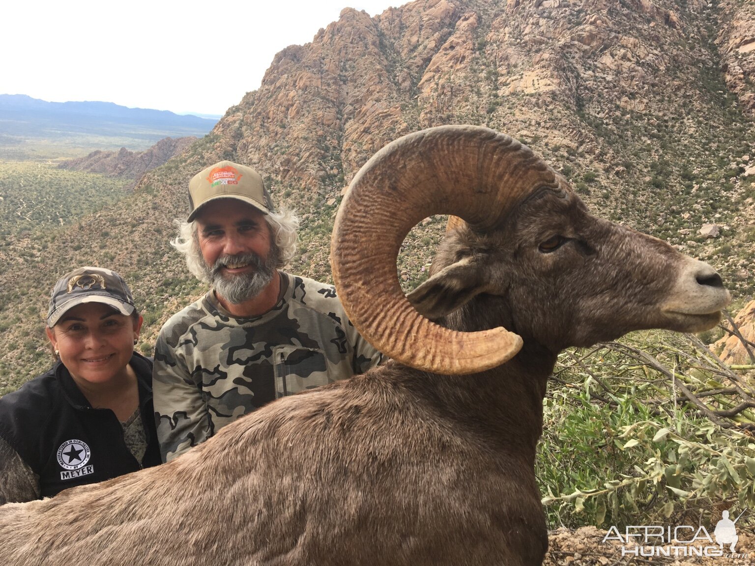 Desert Bighorn Sheep Hunting Mexico