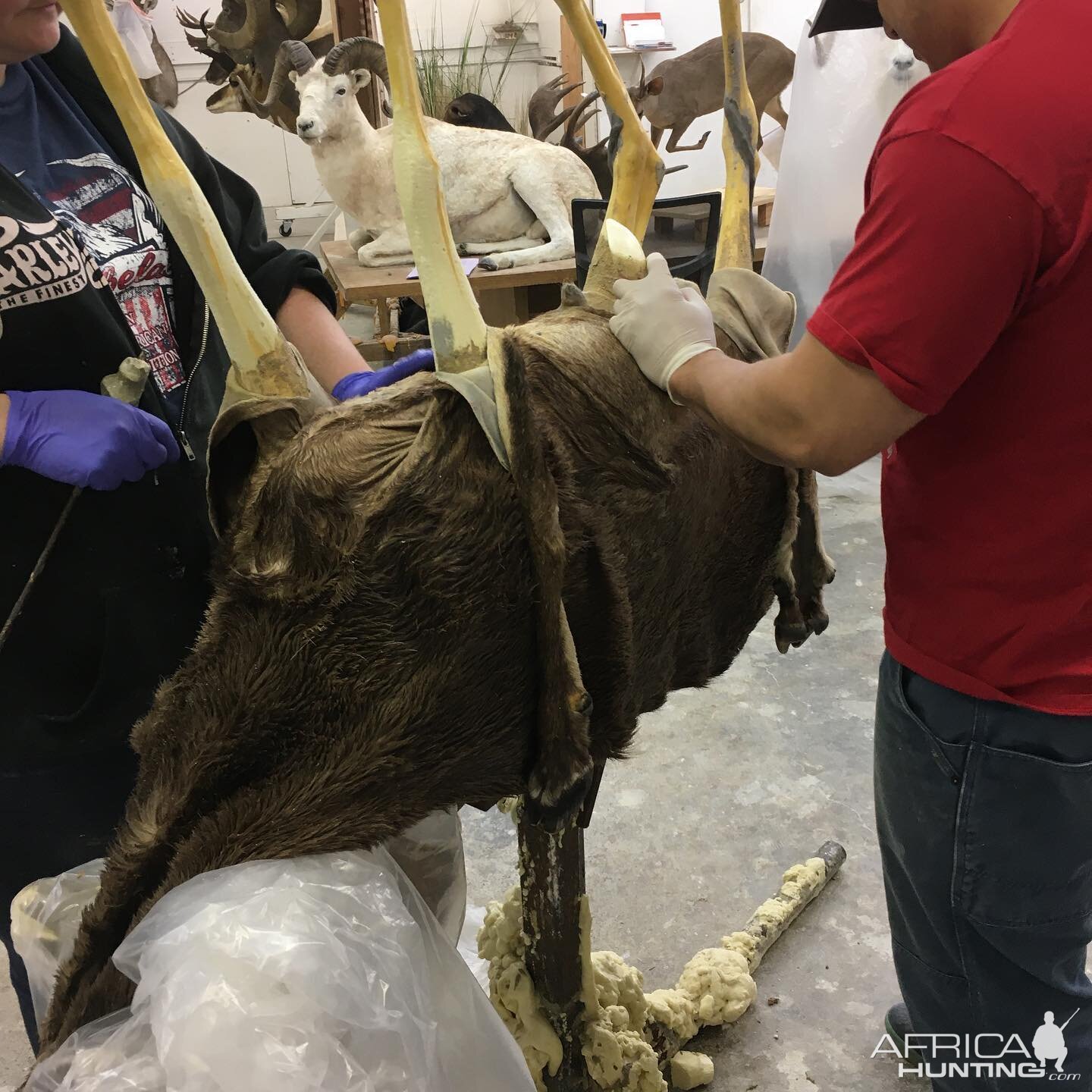 Desert Bighorn Sheep Process Photos