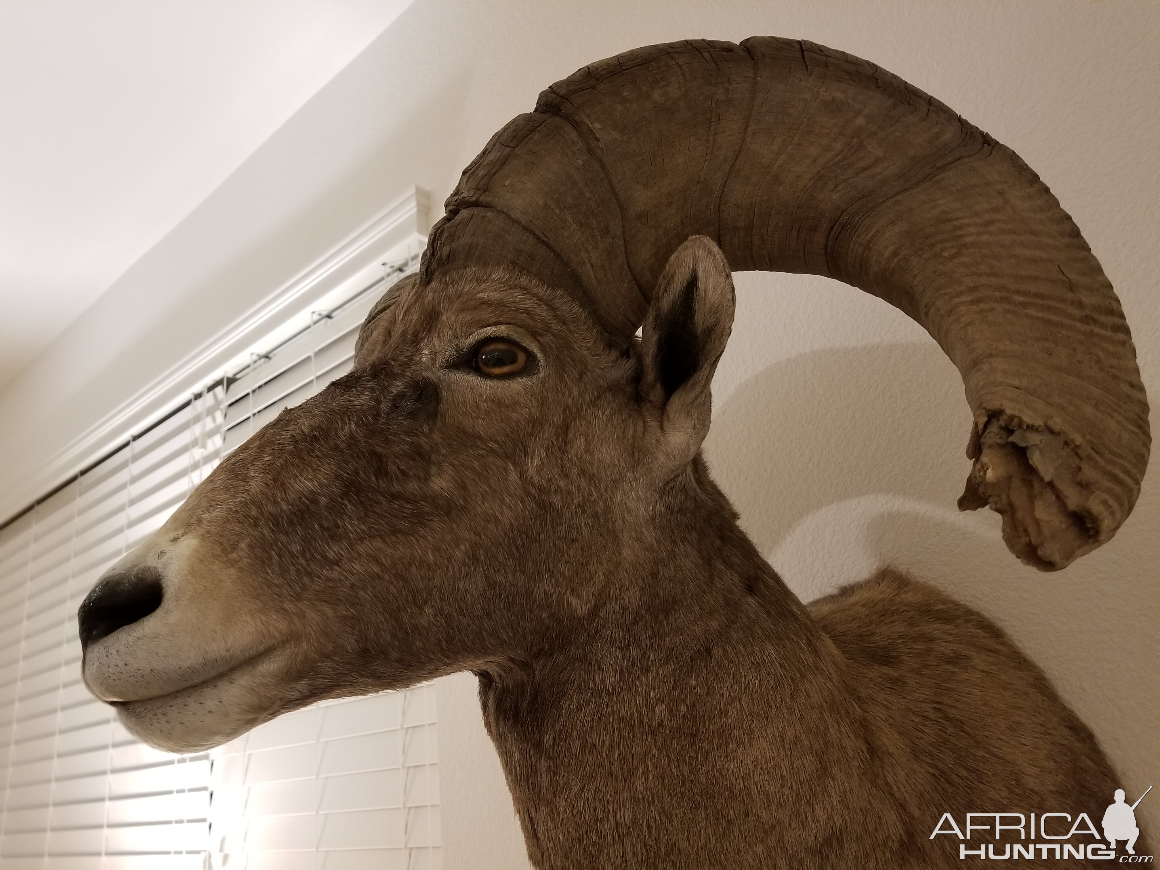 Desert Bighorn Sheep Shoulder Mount Taxidermy