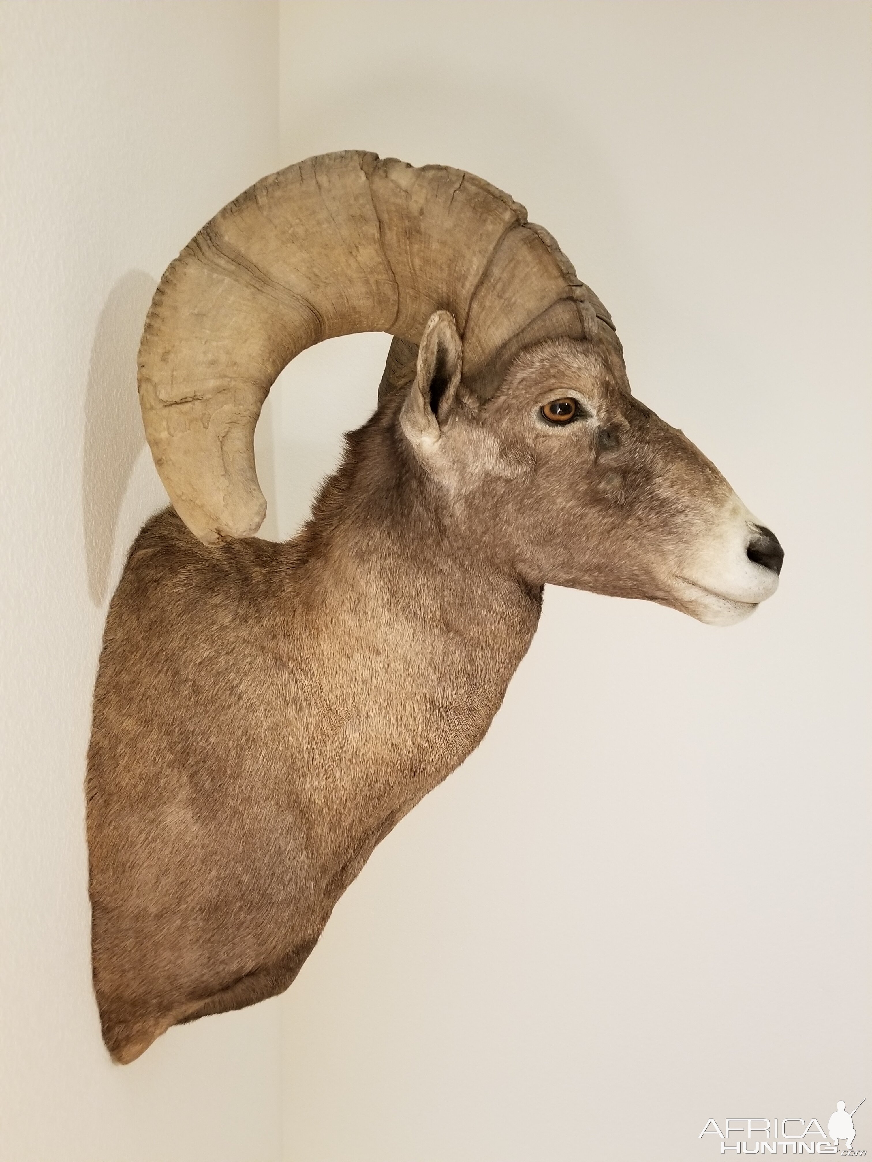 Desert Bighorn Shoulder Mount Taxidermy