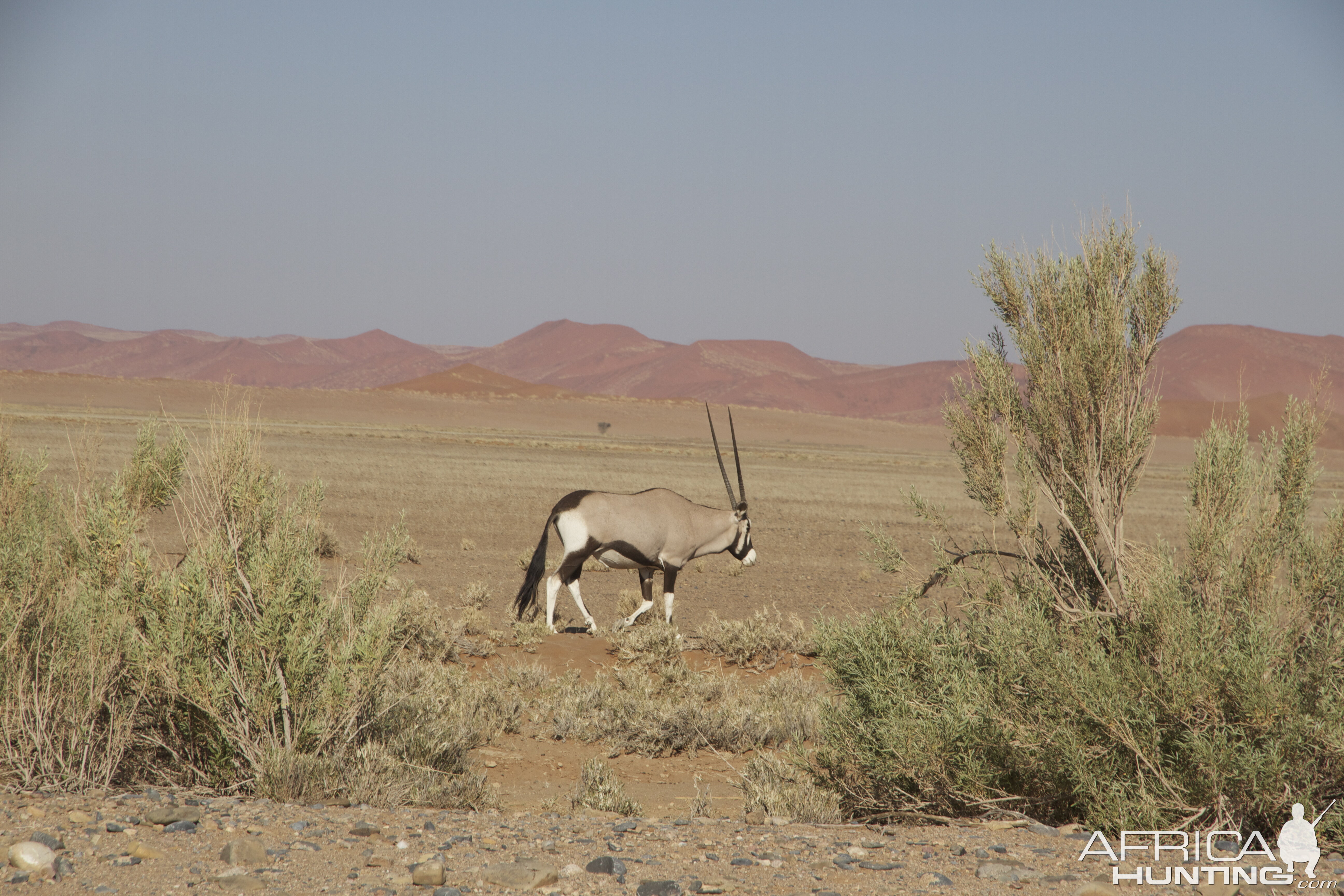 Desert Oryx of Namibia