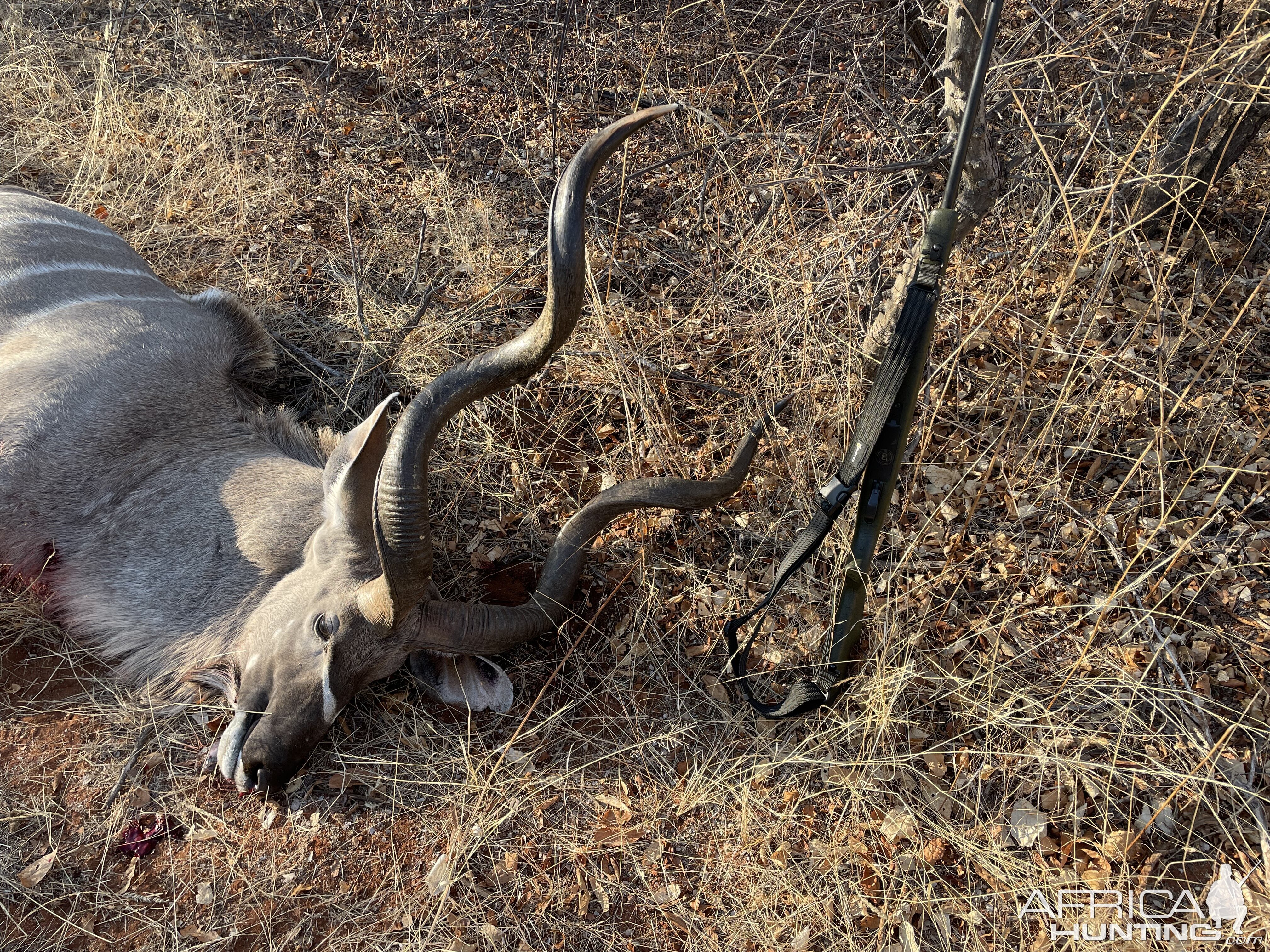 Different angle, same kudu