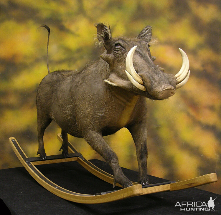 Different Kind Of Warthog Full Mount Taxidermy