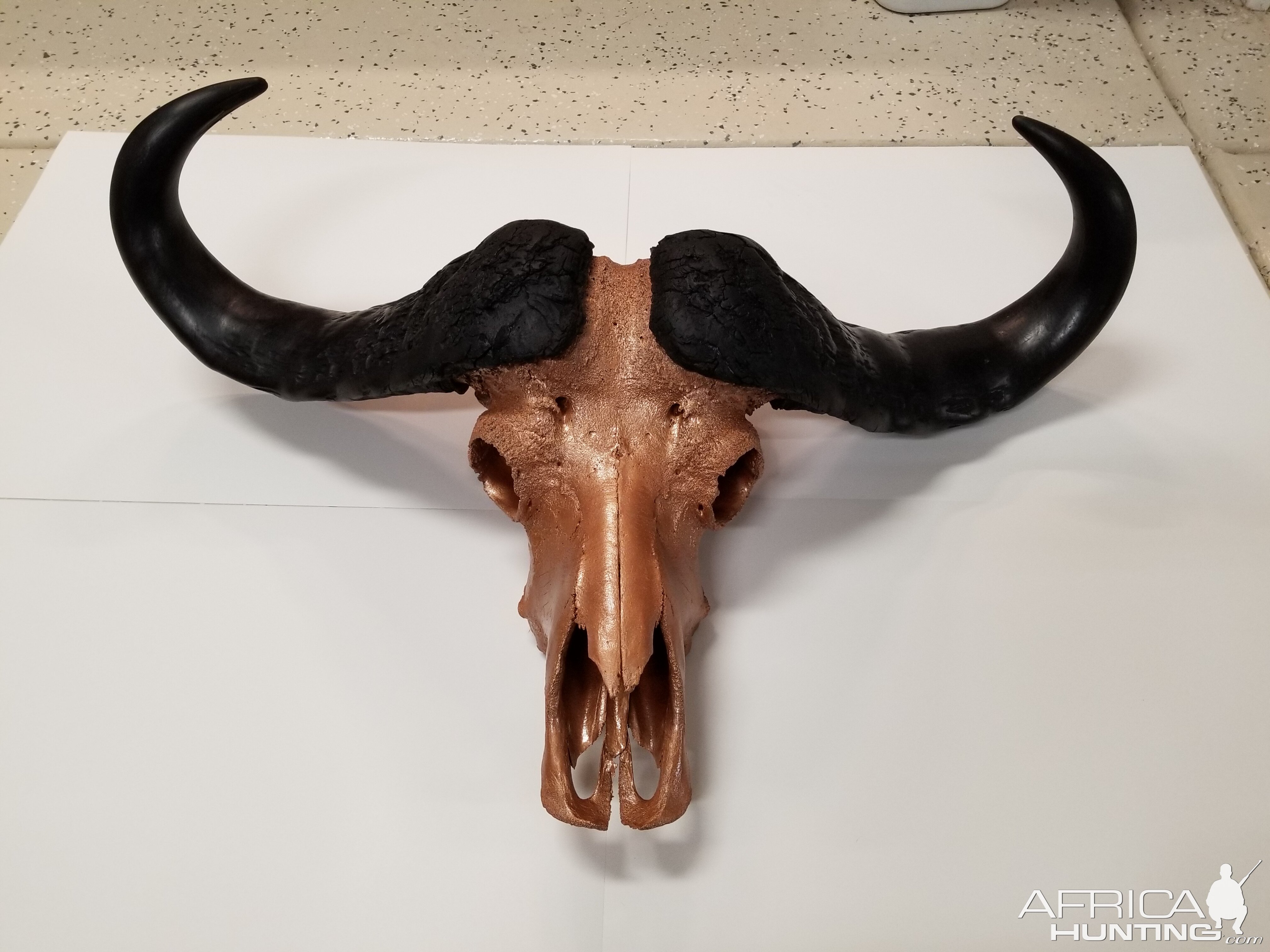 DIY Cape Buffalo Skull Mount