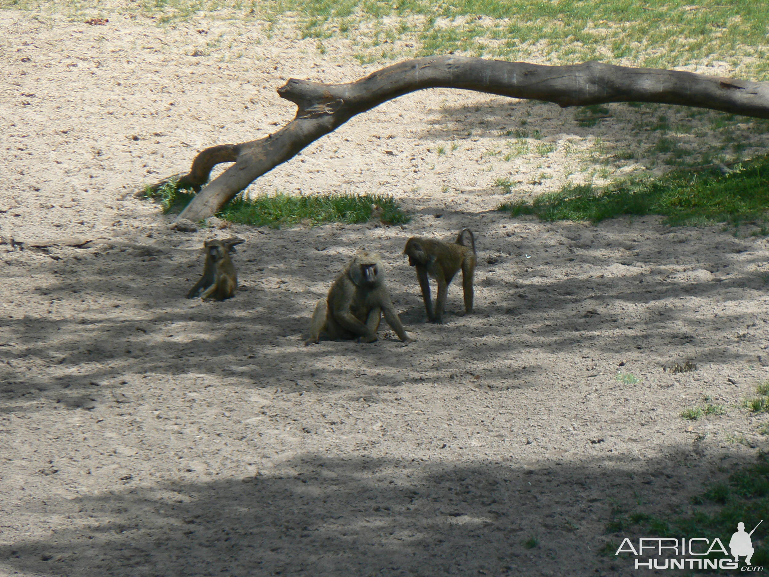 Doguera baboon