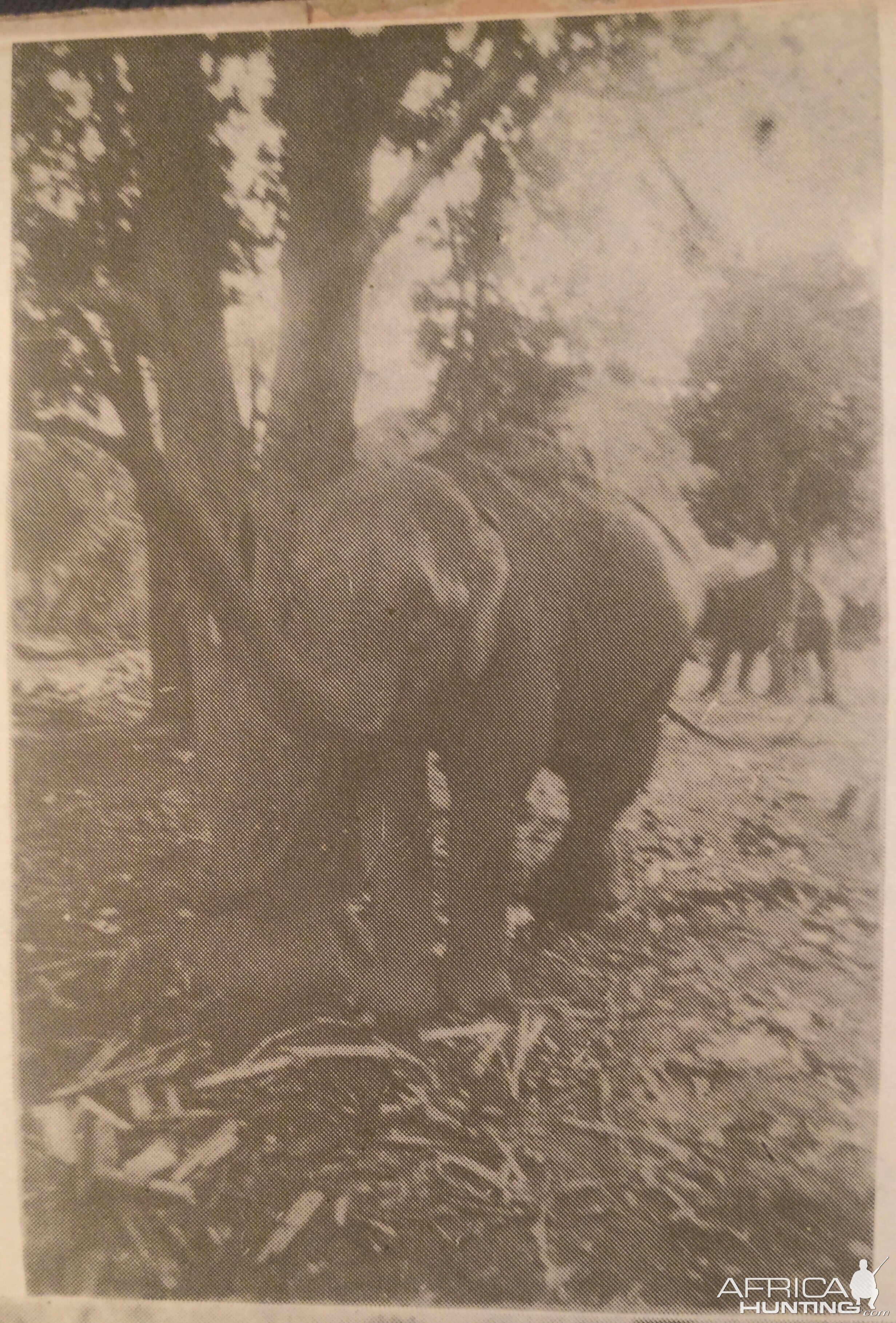 Domesticated Asiatic Elephant Bangladesh