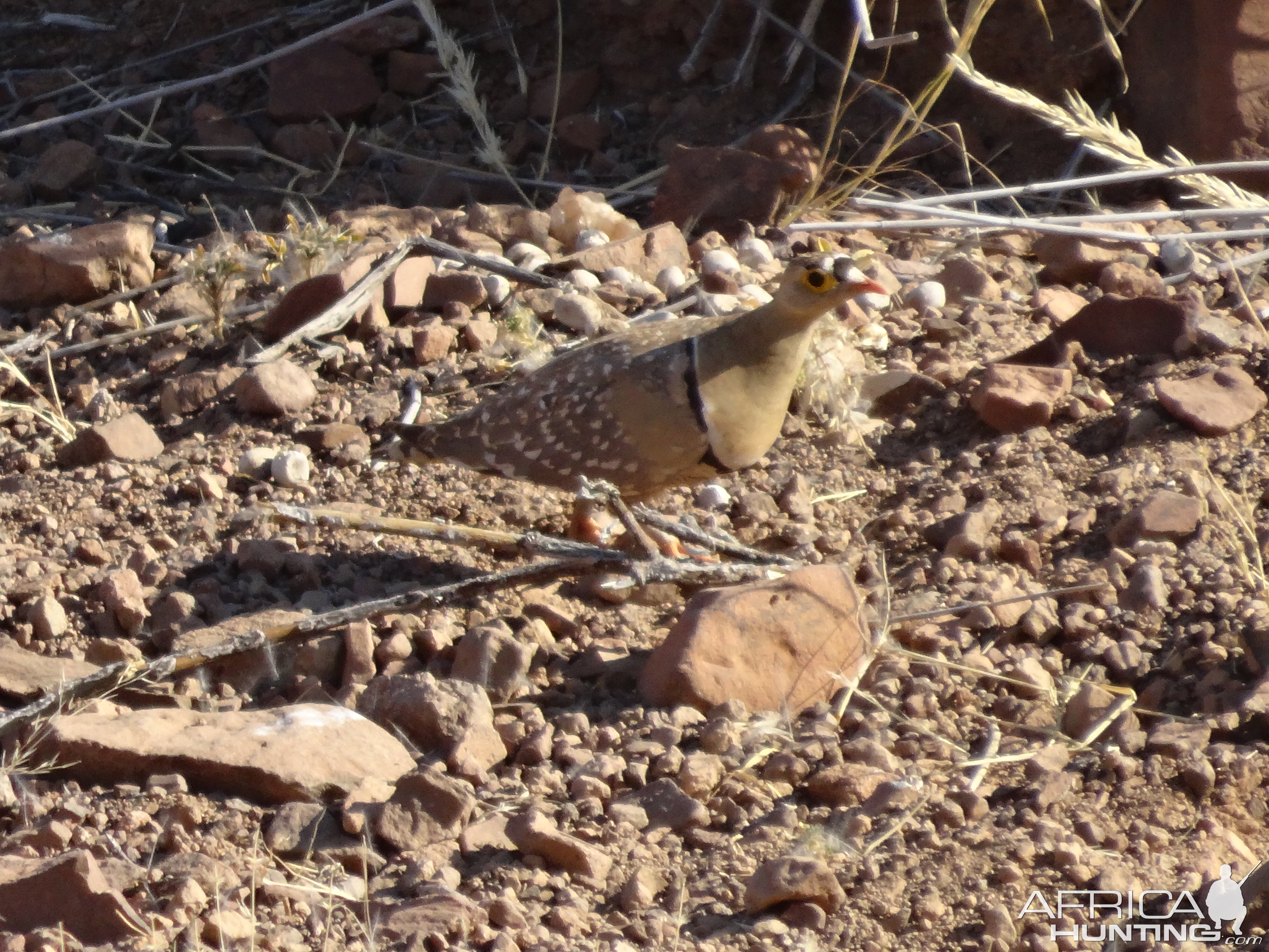 double-banded sandgrouse