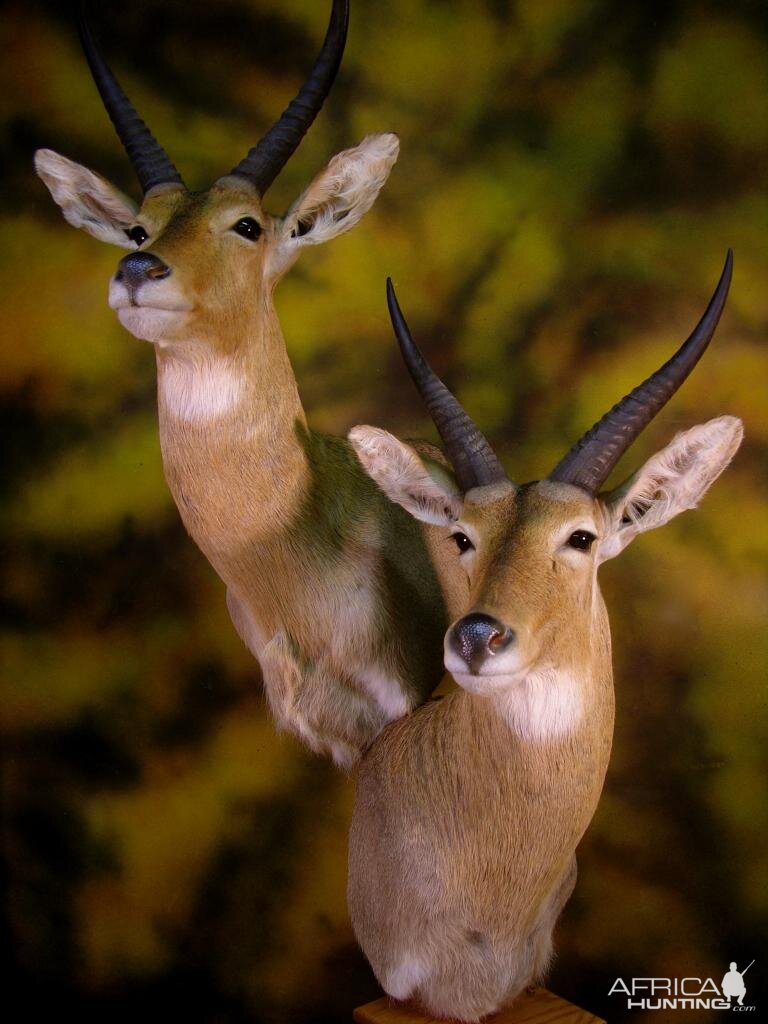 Double Stack Reedbuck Taxidermy