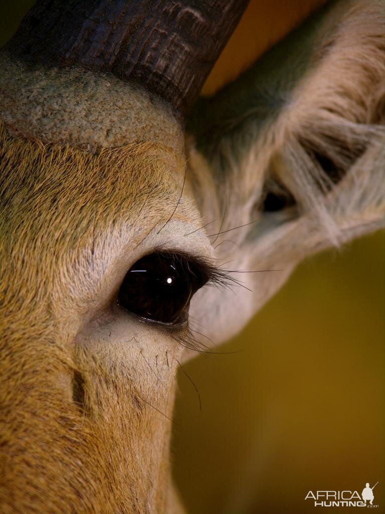 Double Stack Reedbuck Taxidermy