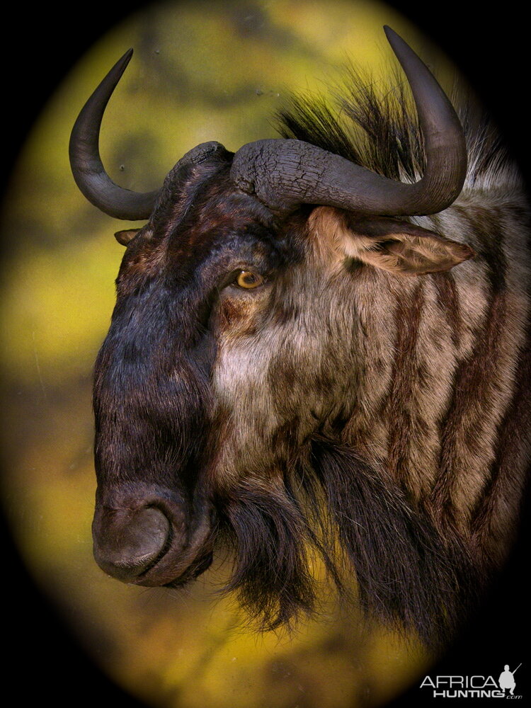 Double Stack Wildebeest Taxidermy
