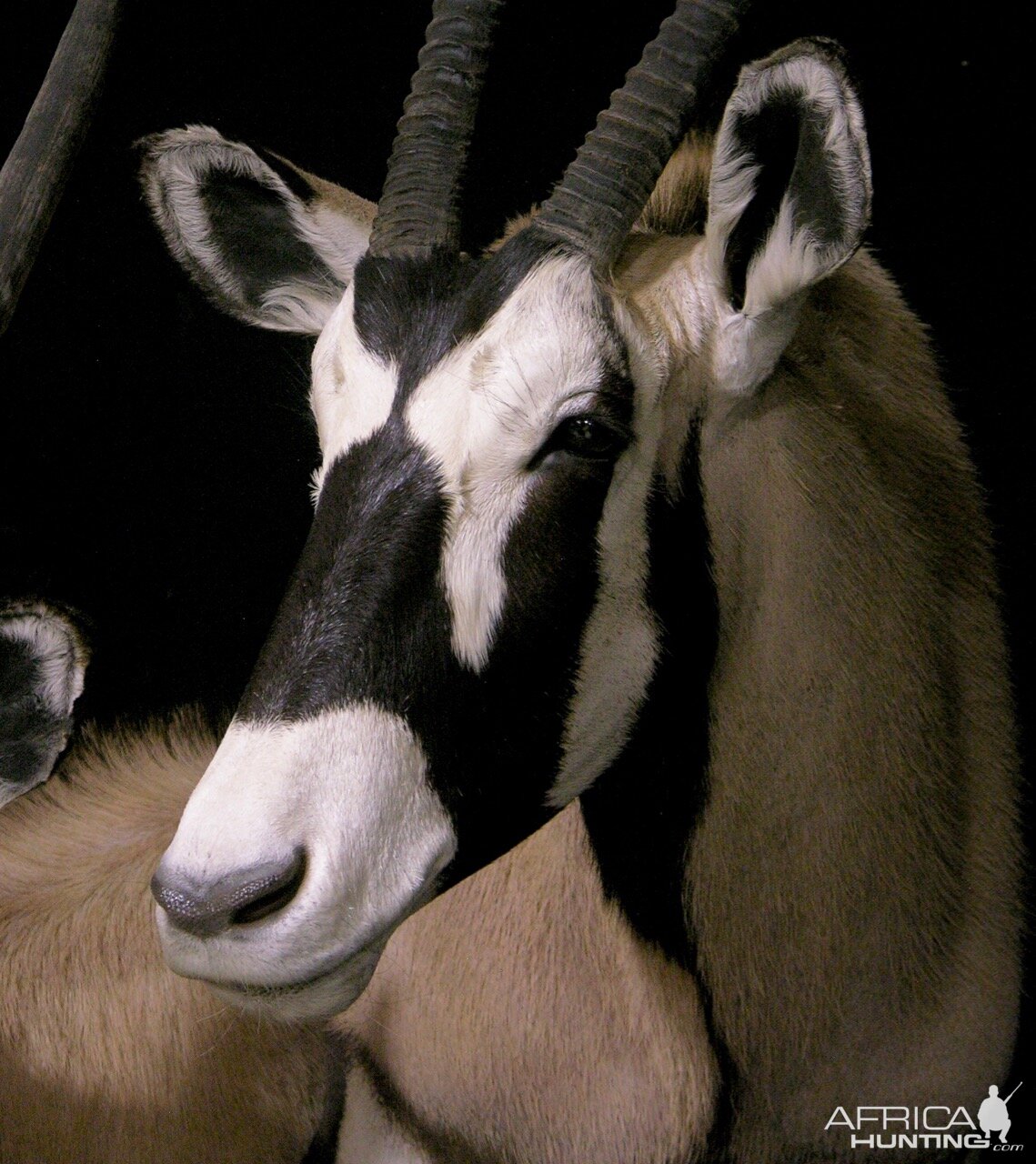 Double Stacked Gemsbok Pedestal Taxidermy