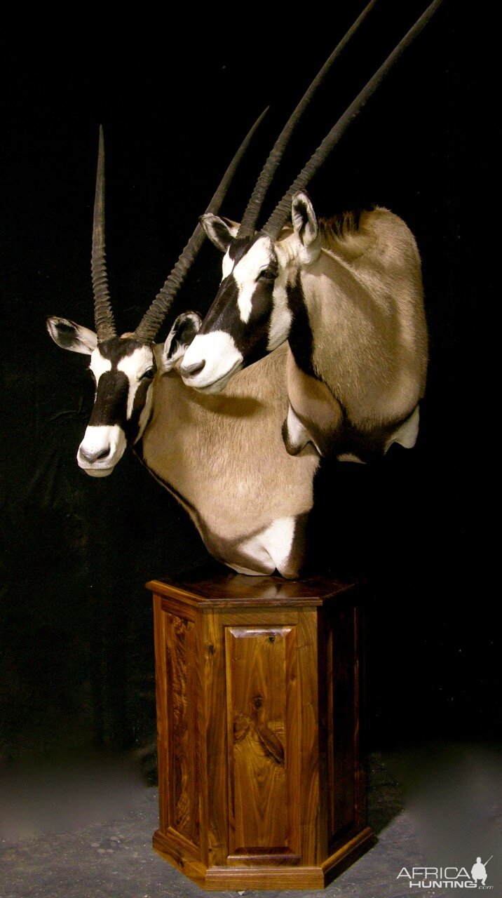 Double Stacked Gemsbok Pedestal Taxidermy