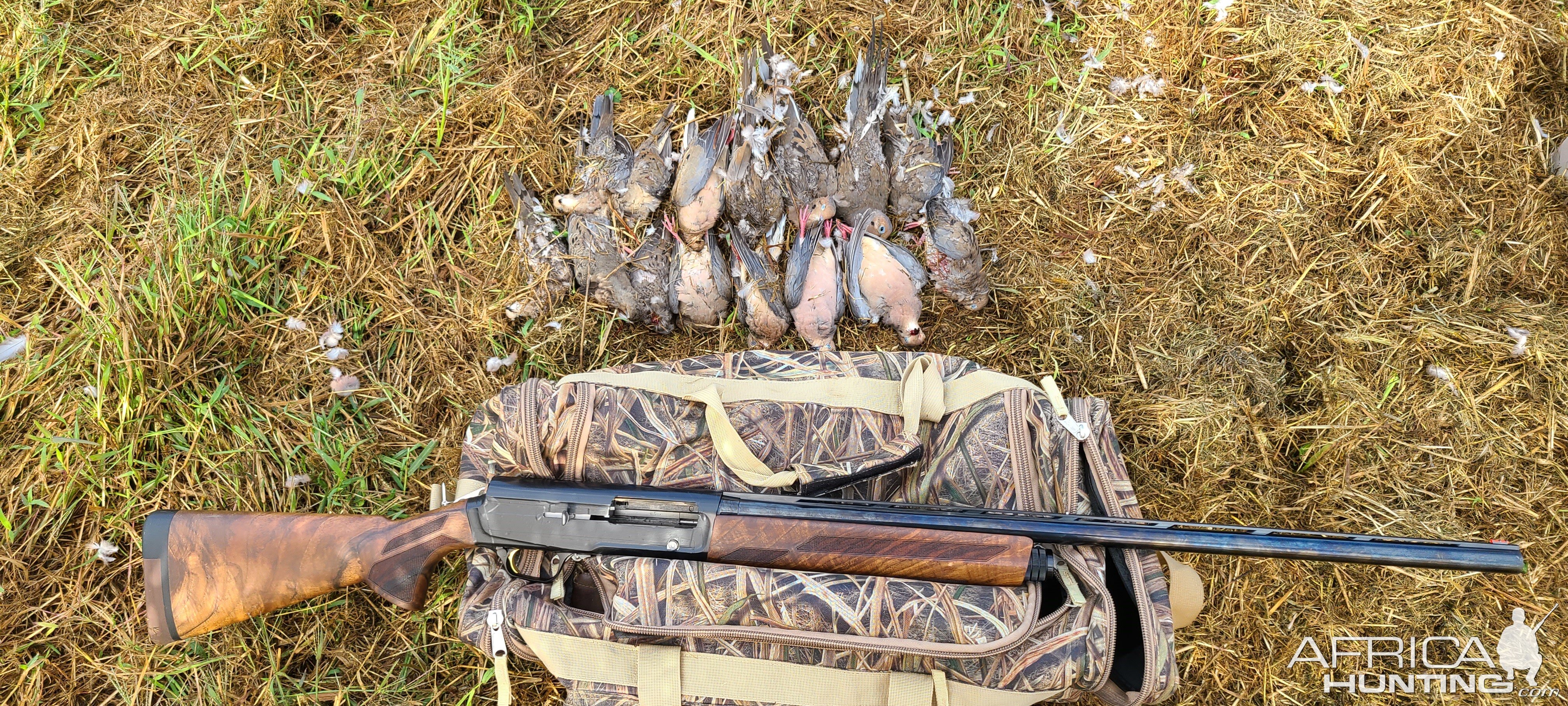 Dove Hunting Canada