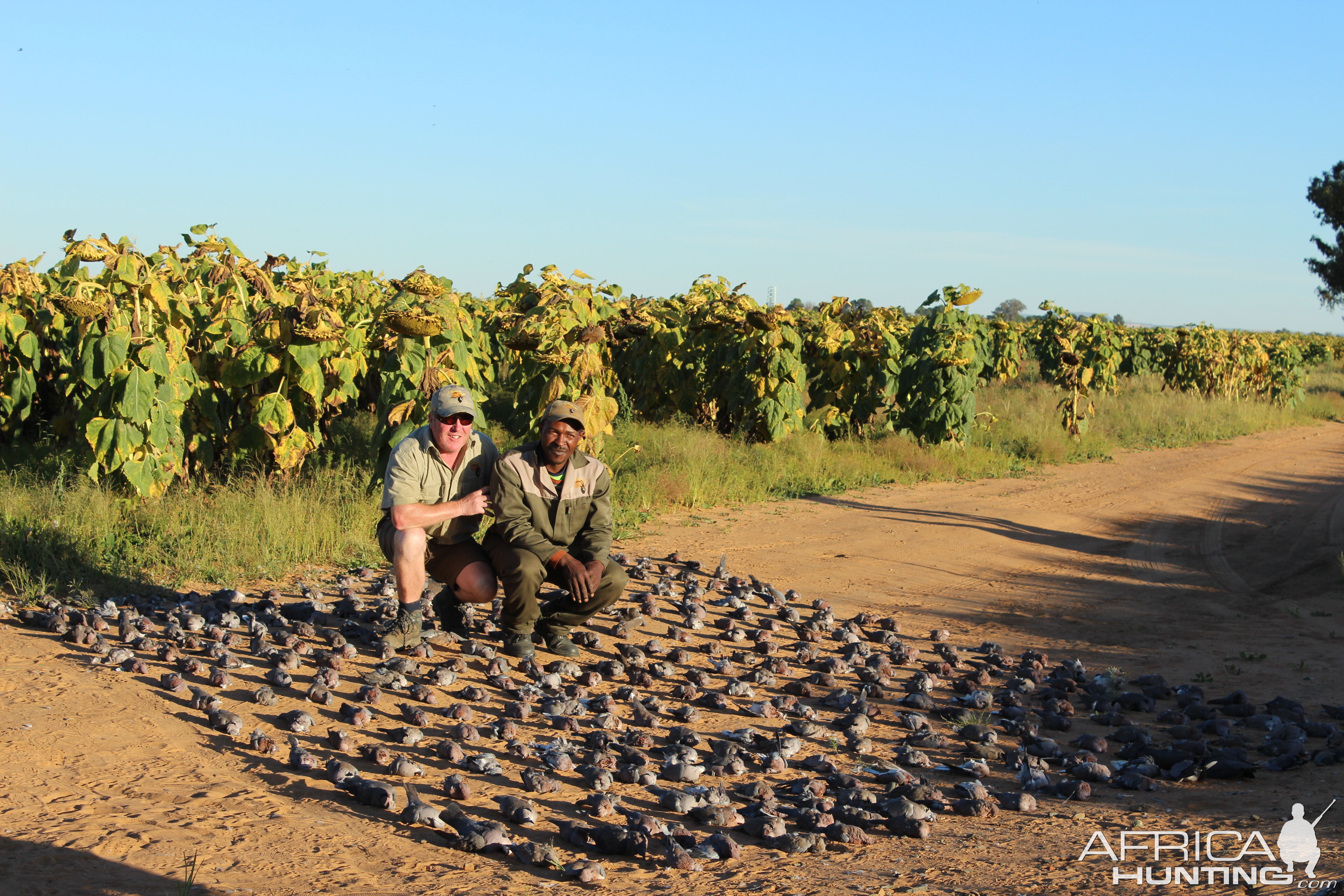 Dove & Pigeon Hunt South Africa