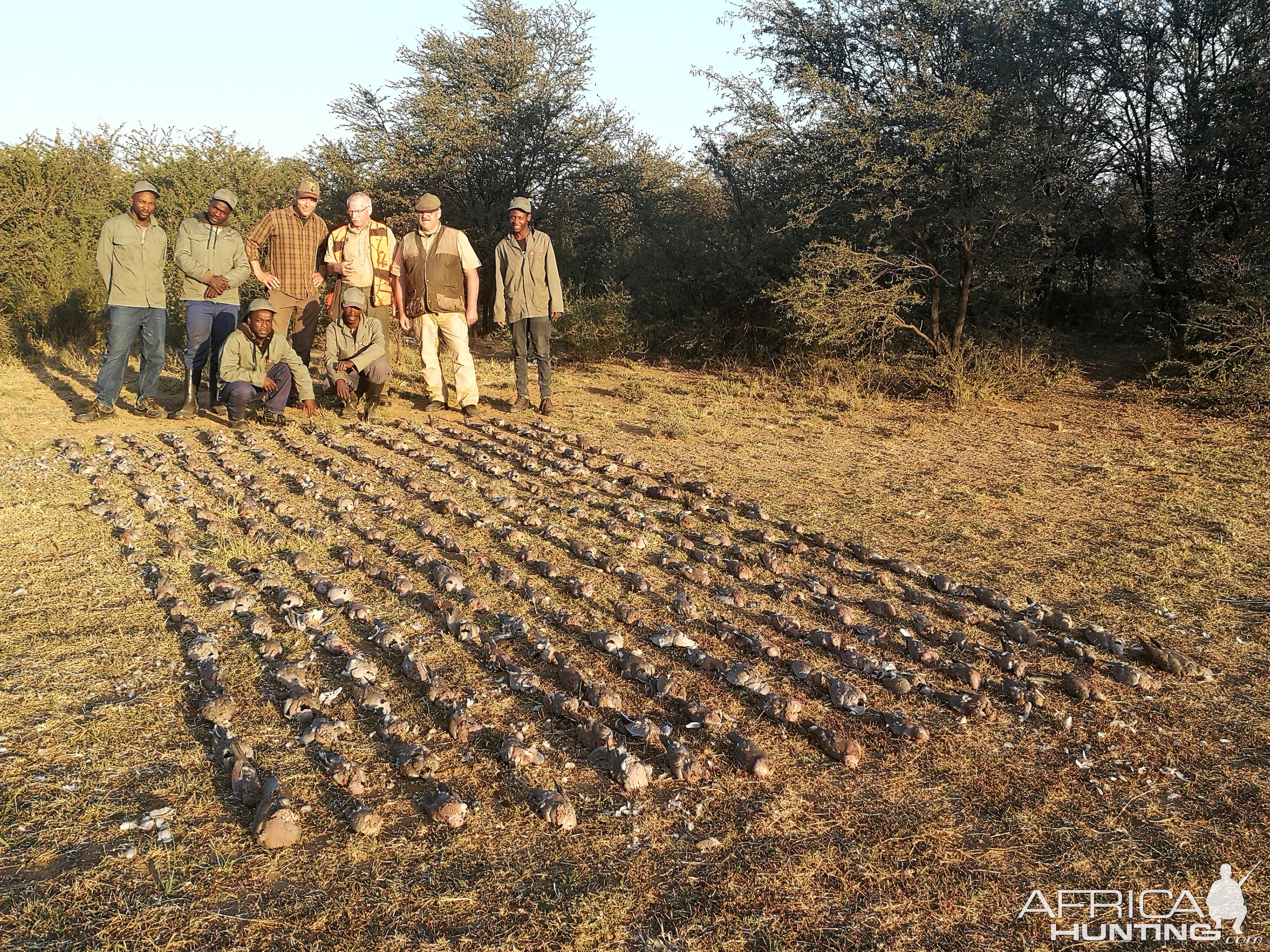 Dove & Pigeon Hunt South Africa