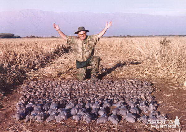 Dove Wingshooting Argentina