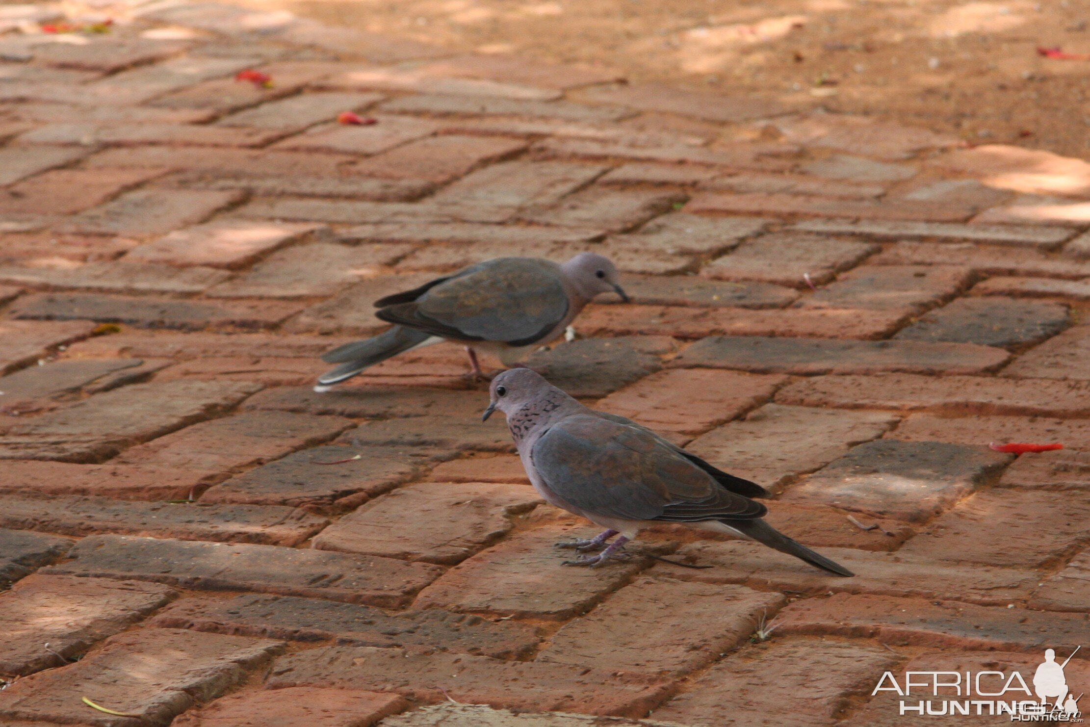 Doves Namibia