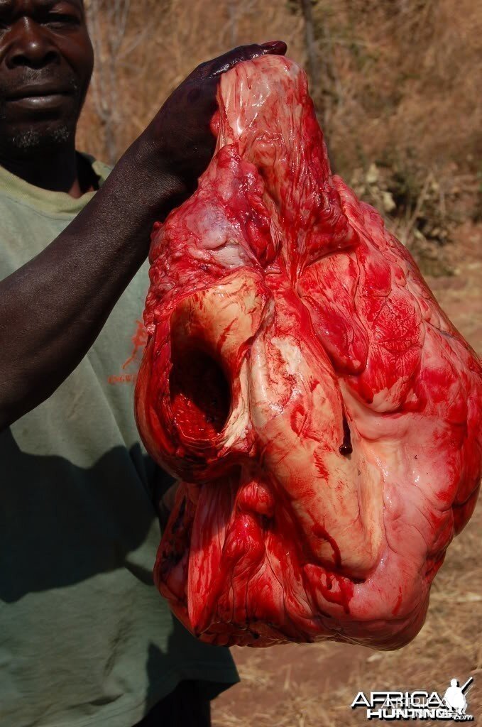 Dr. Jo Hall's Elephant Heart