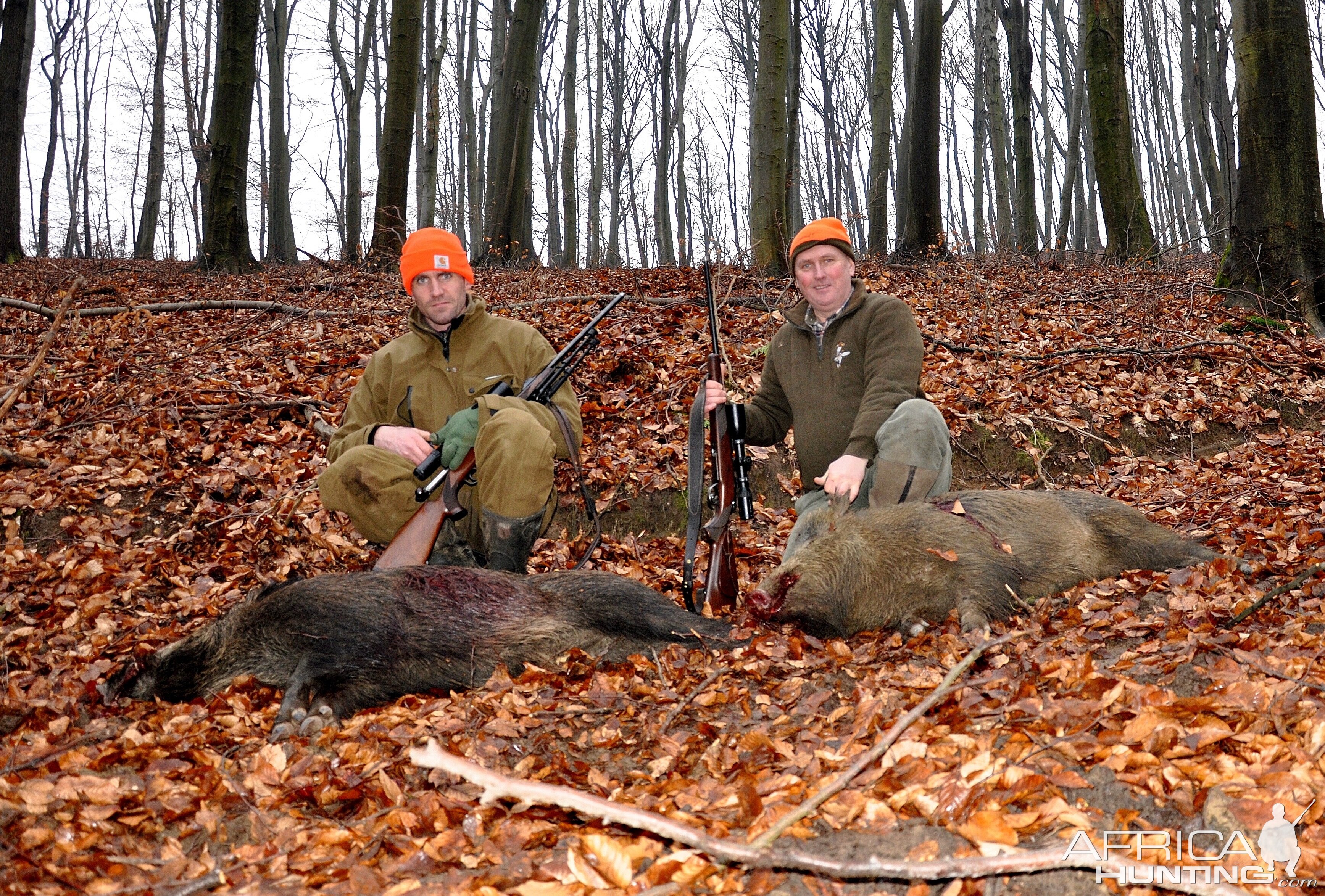 Driven boar hunt hungary January 2015