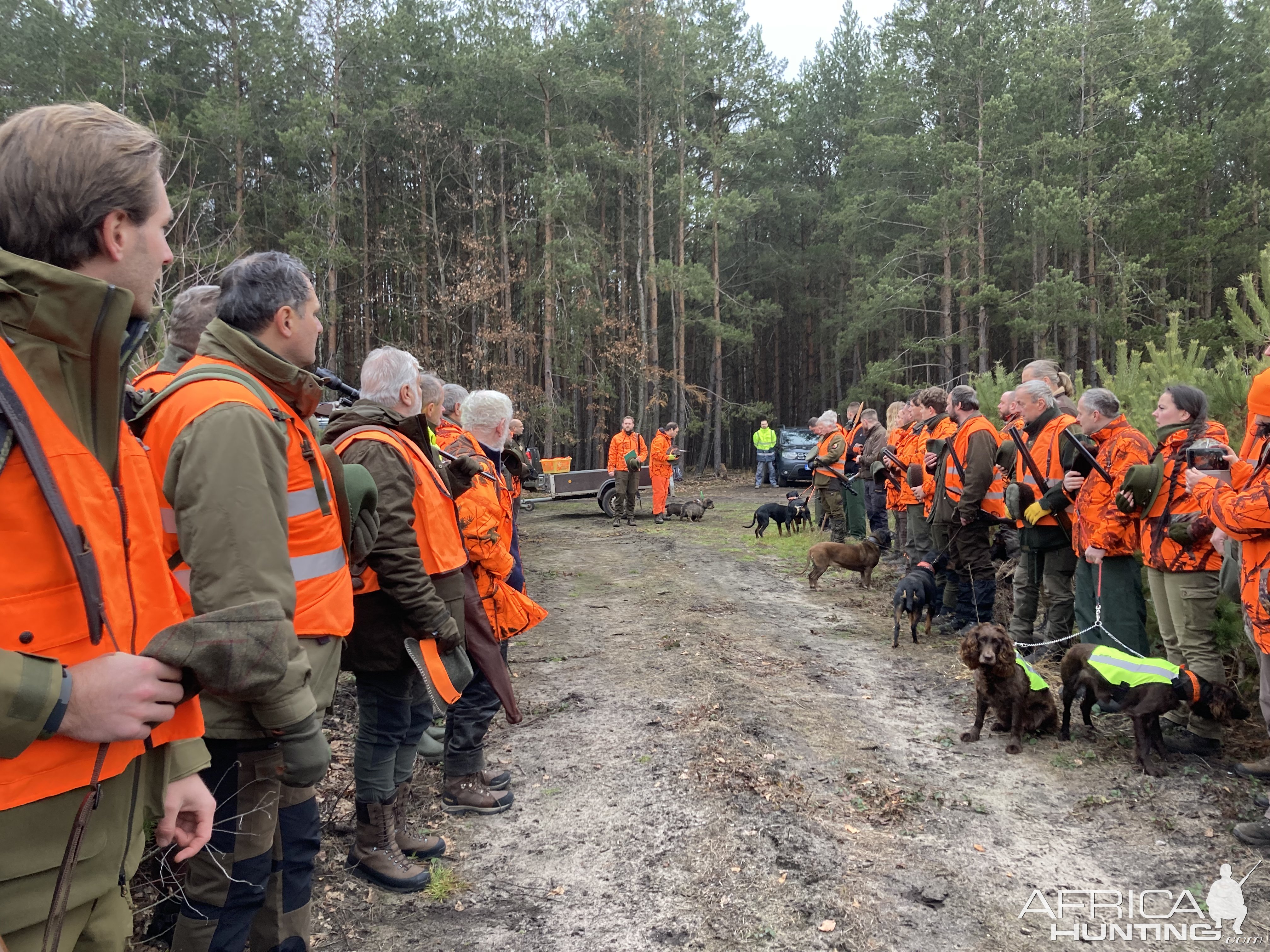 Driven Boar Hunt In Czech Republic