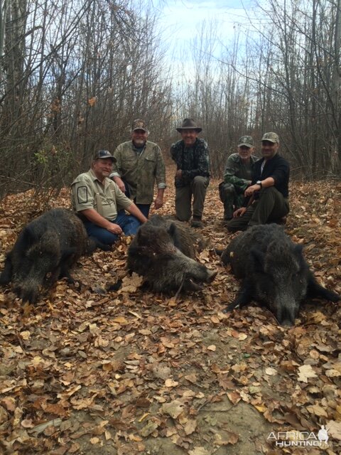 Driven Boar Hunt in Romania