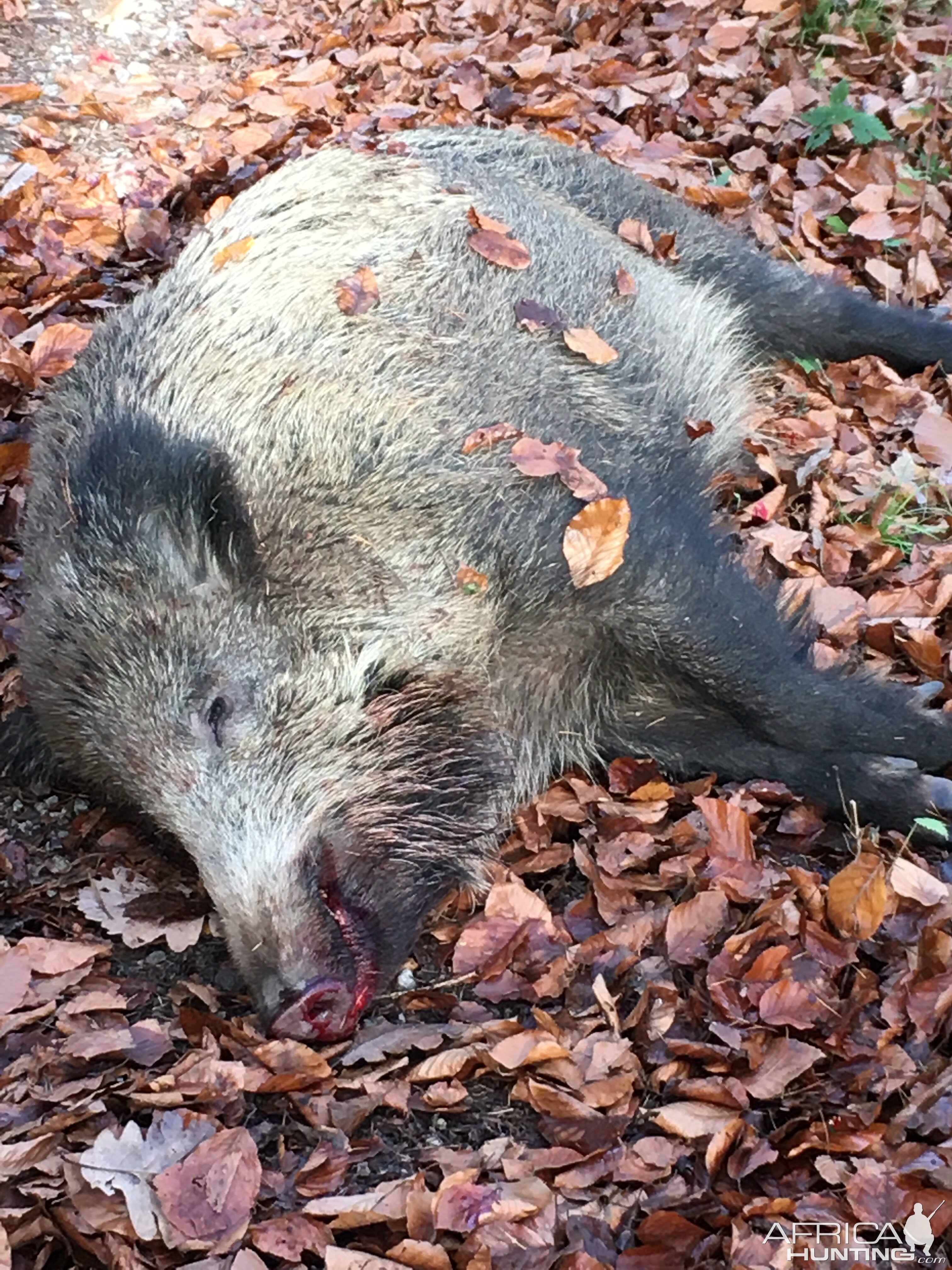 Driven Hunt Boar in Germany