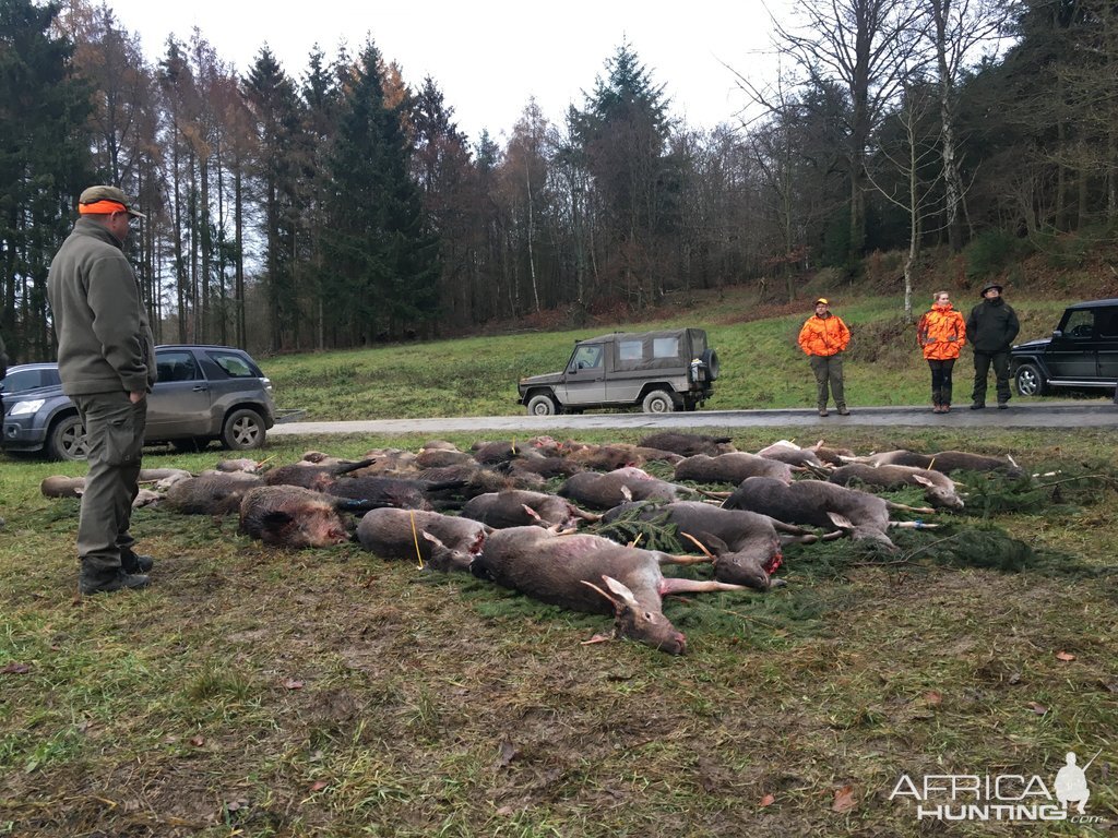 Driven Hunt Deer & Boar in Germany