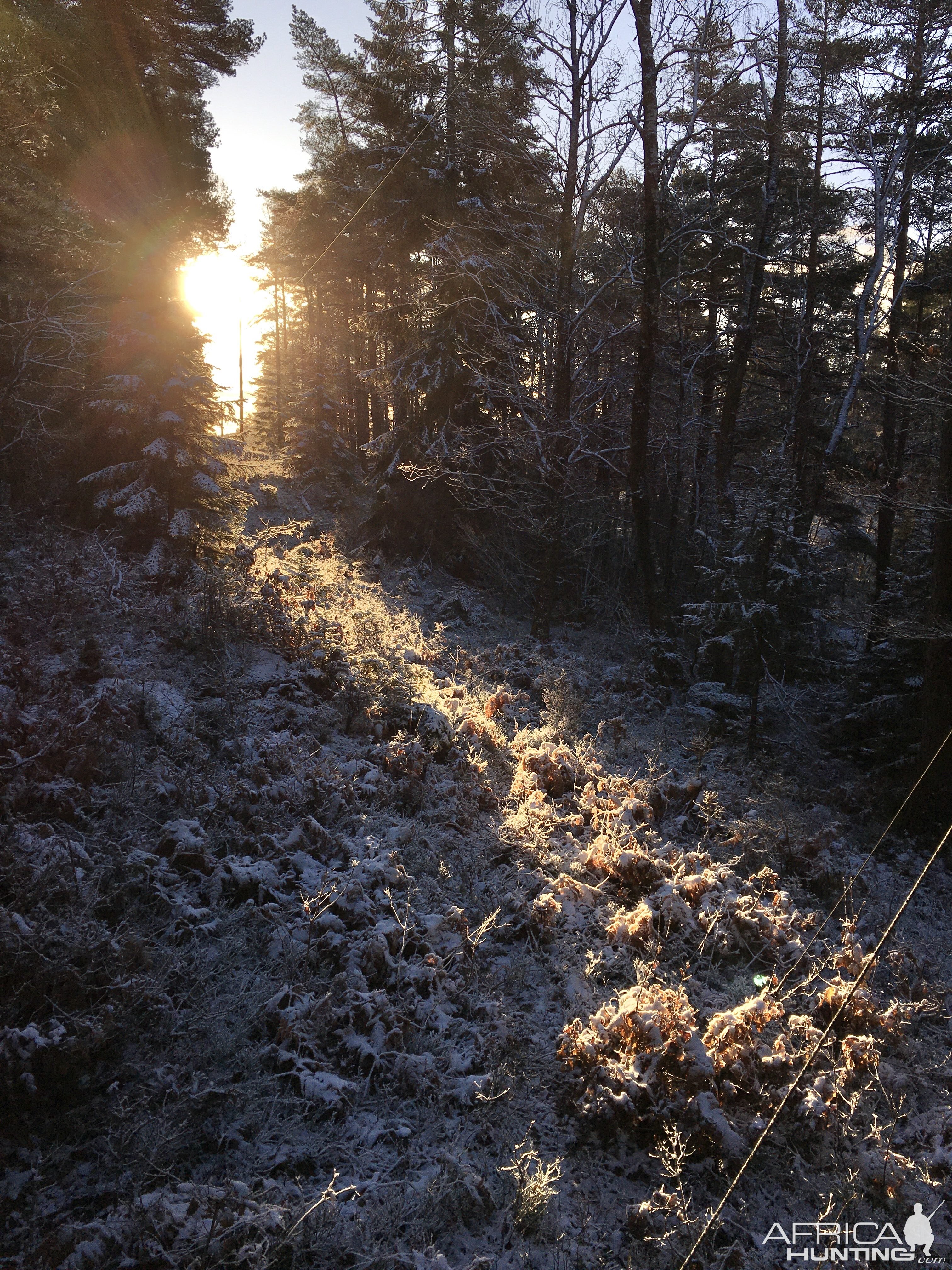 Driven Hunt in Sweden