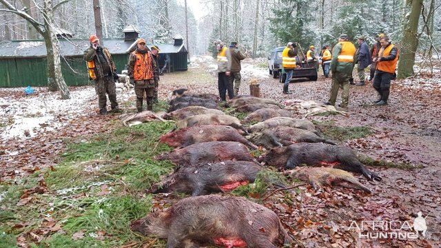 Driven Hunt Wild Boar & Deer in Poland