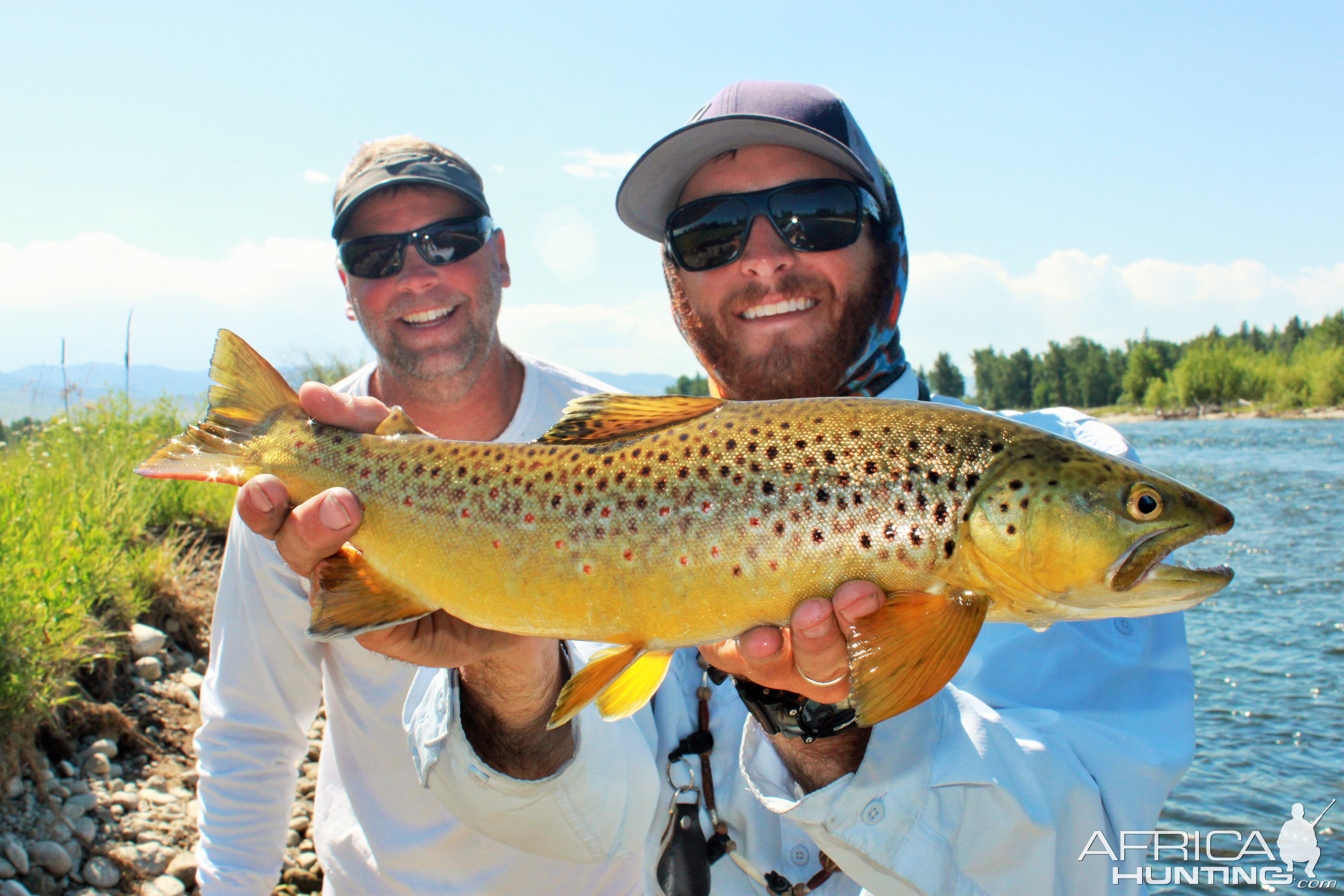 Dry Fly Brown, Fish Creek, Montana