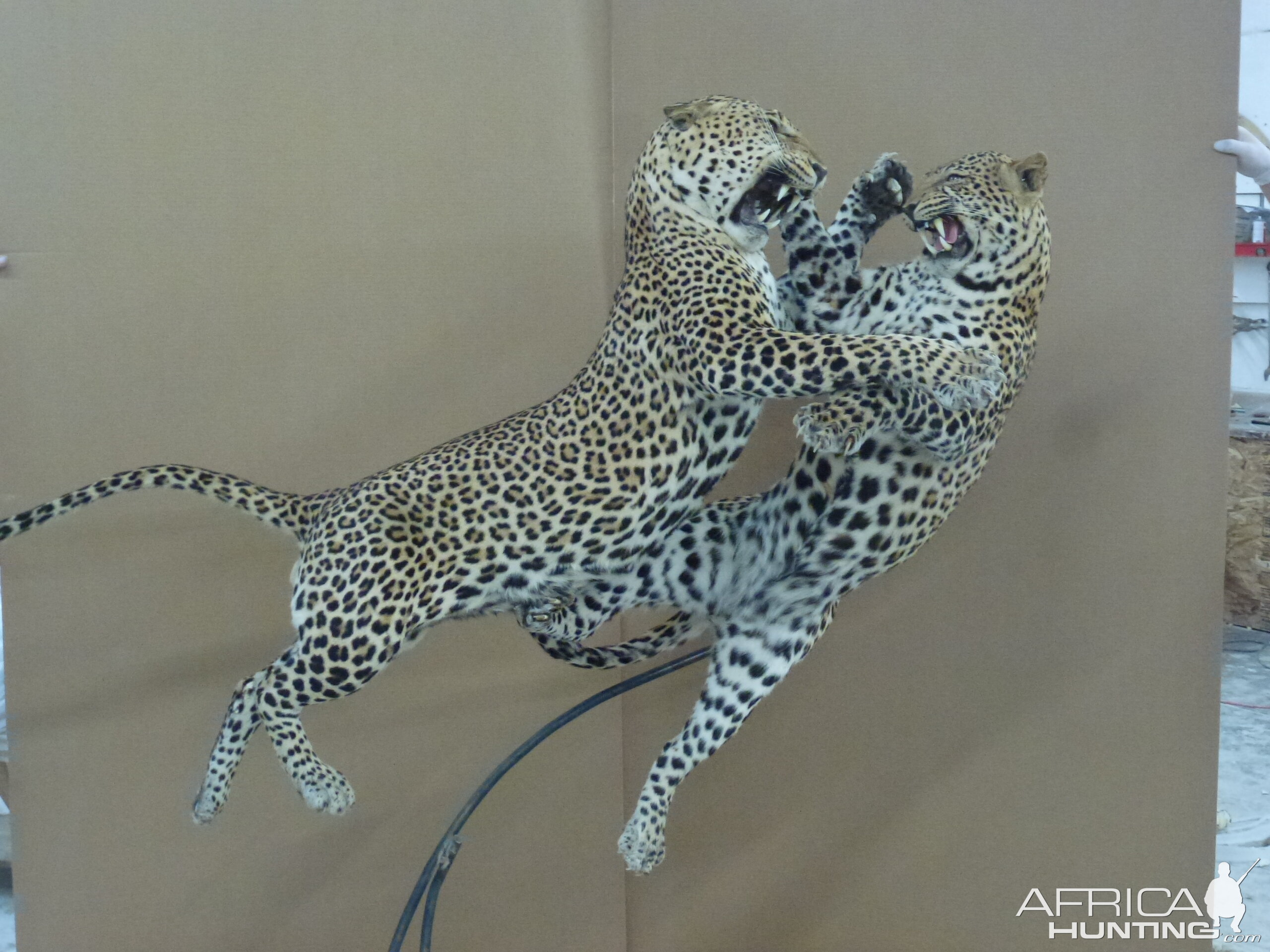 Dual Leopard Mount