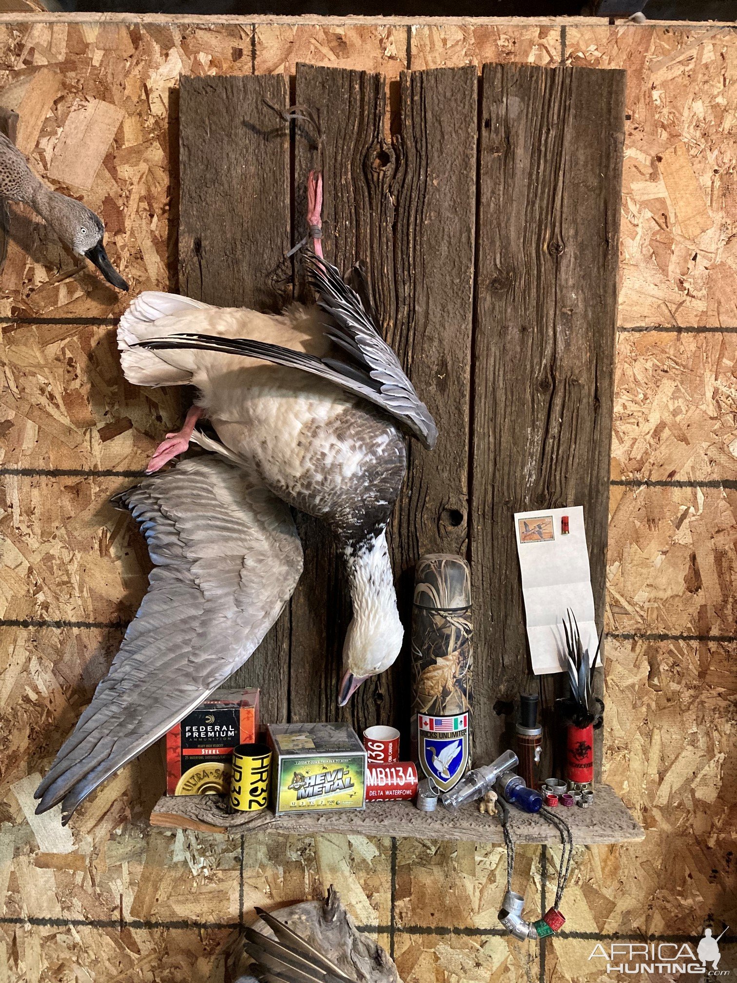 Duck Full Mount Taxidermy