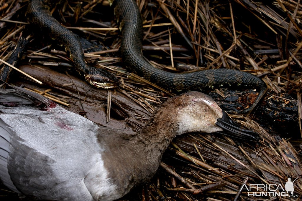 Duck Hunting South Carolina