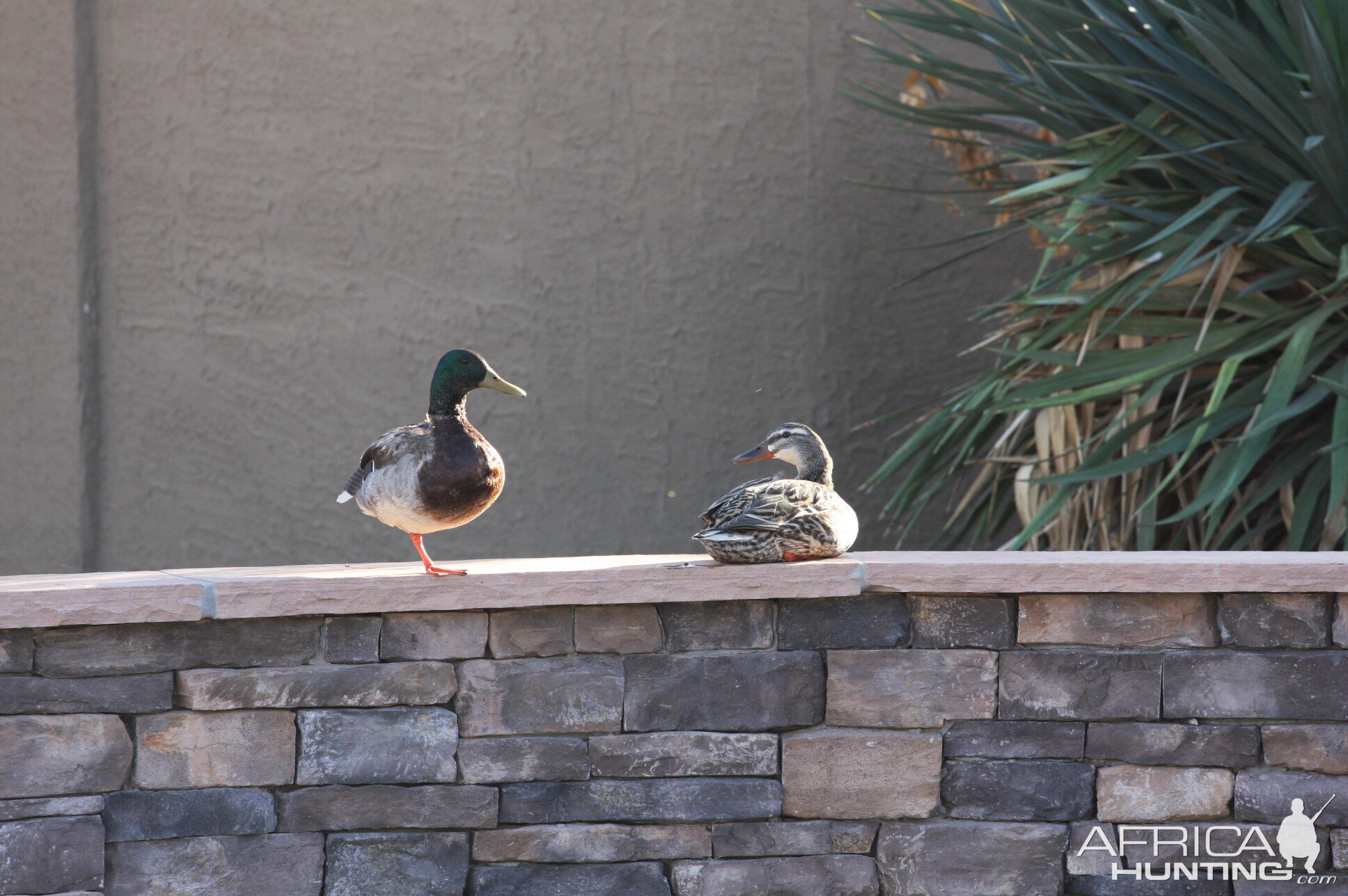 Ducks on the Pool