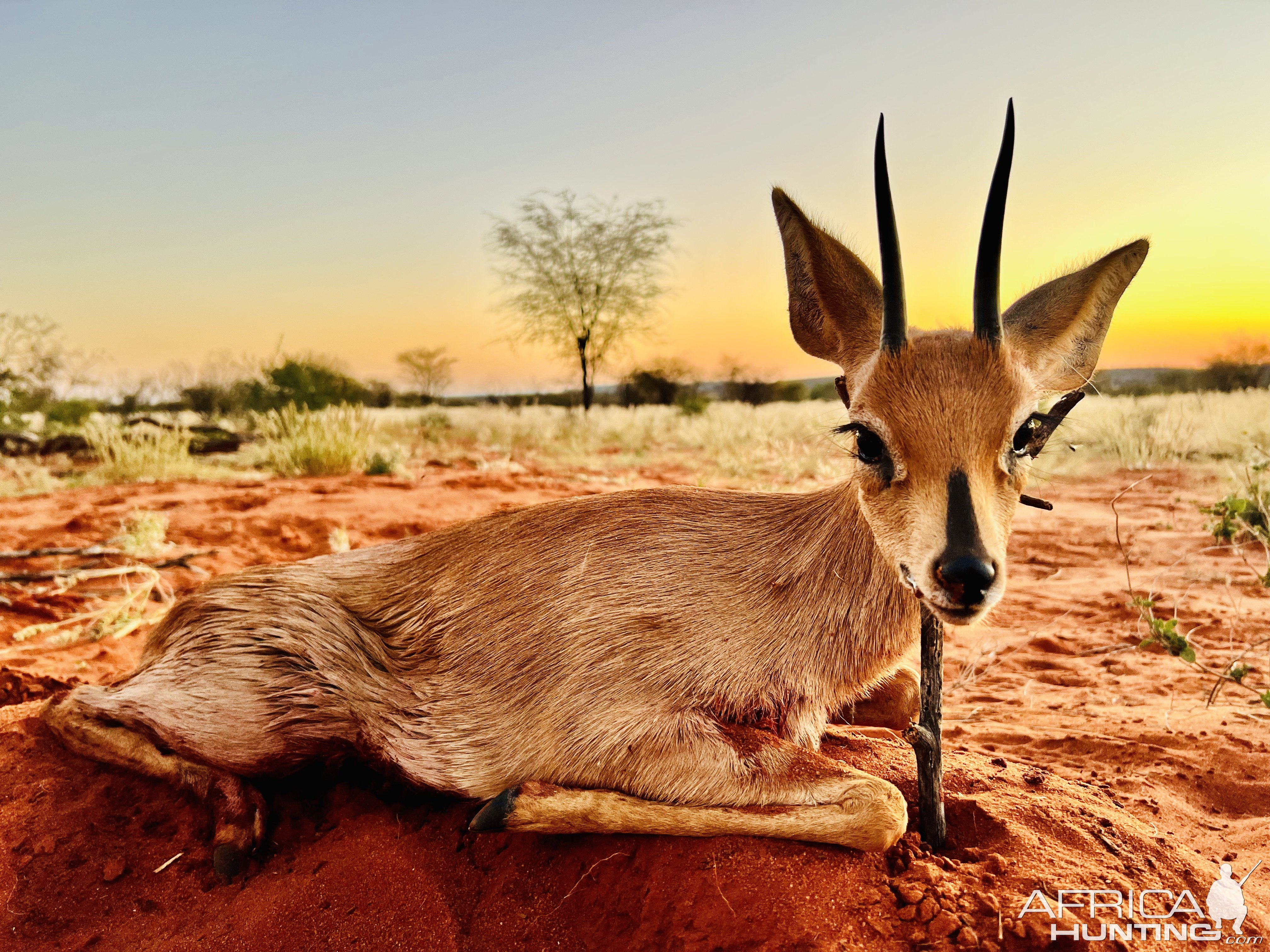 Duiker Hunt Namibia